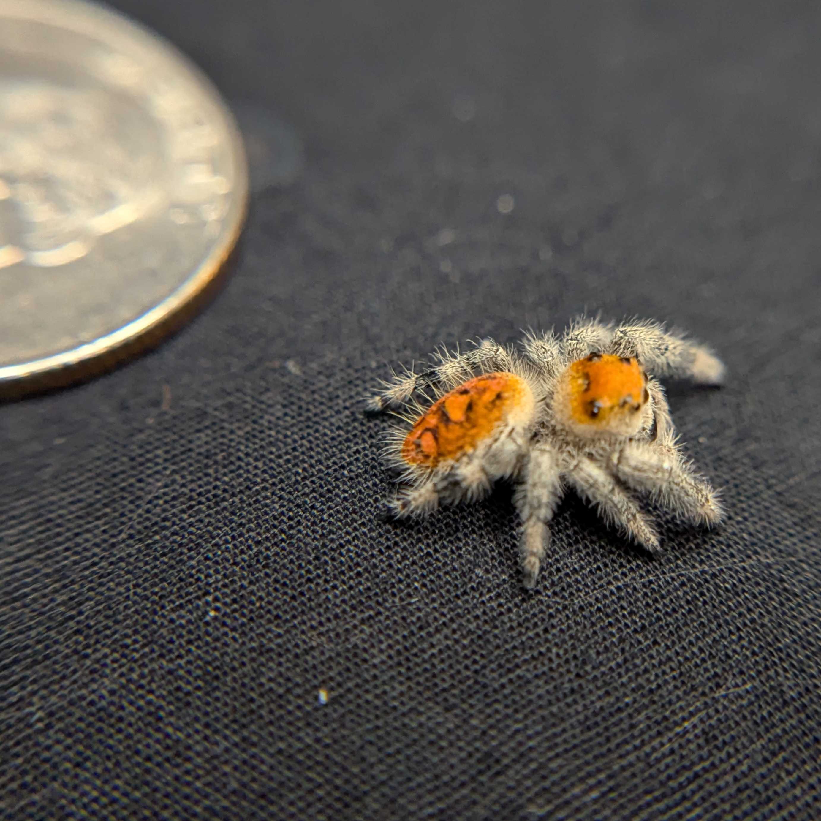 Regal Jumping Spider "Firecracker"