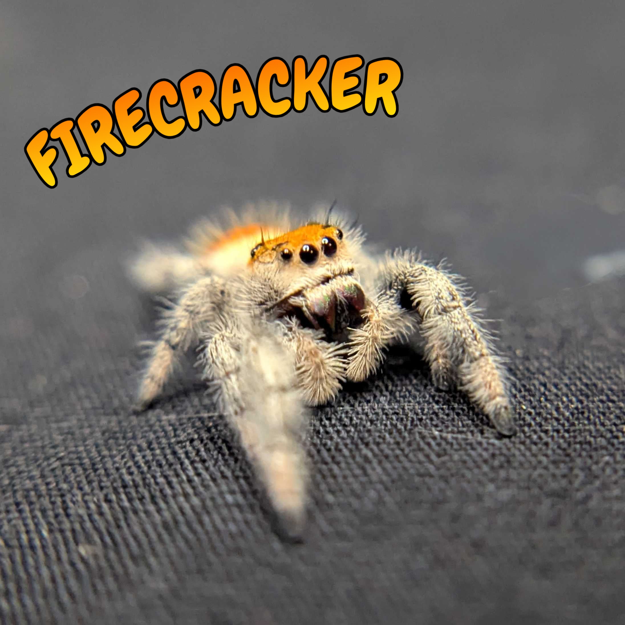 Regal Jumping Spider "Firecracker"