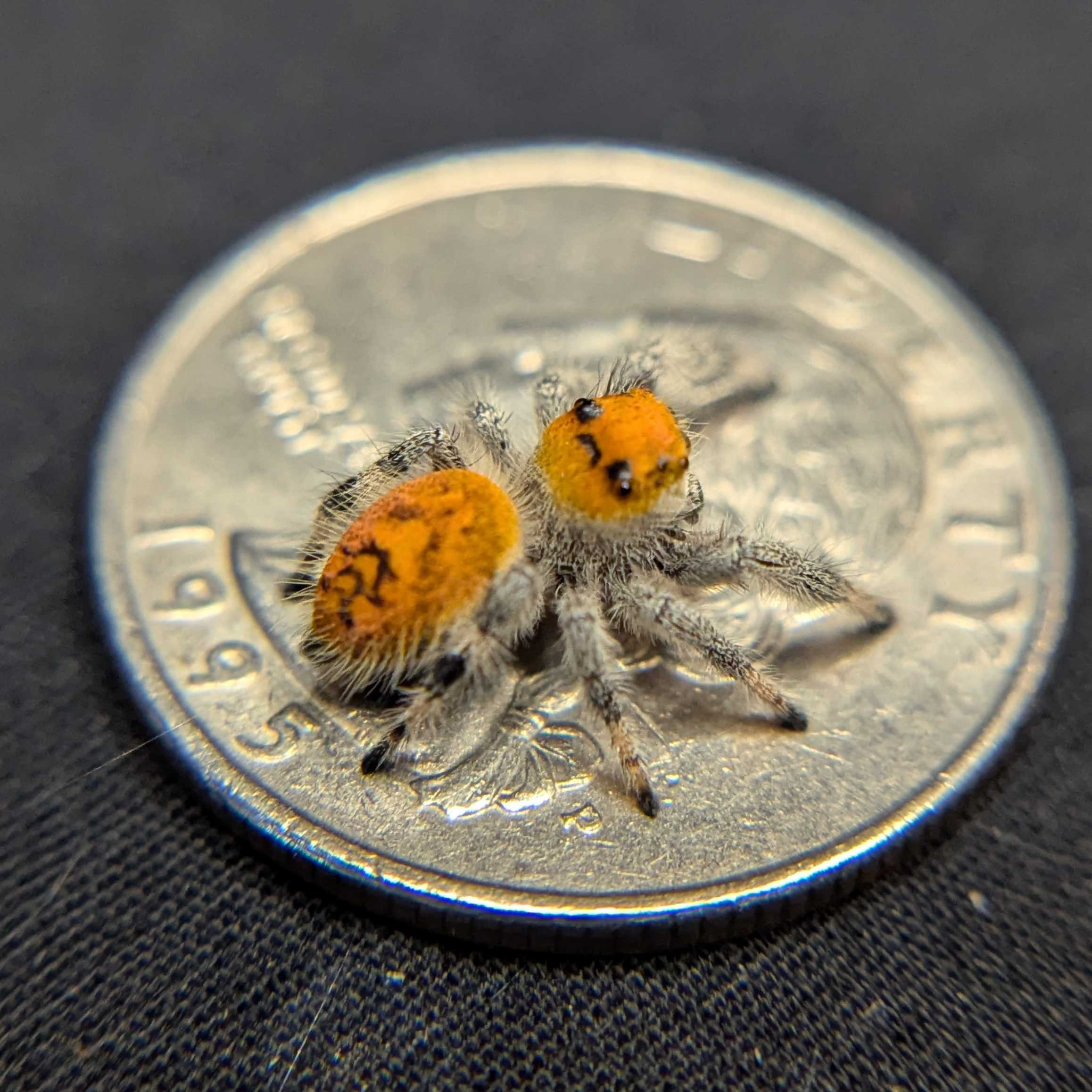 Regal Jumping Spider “Apricot”