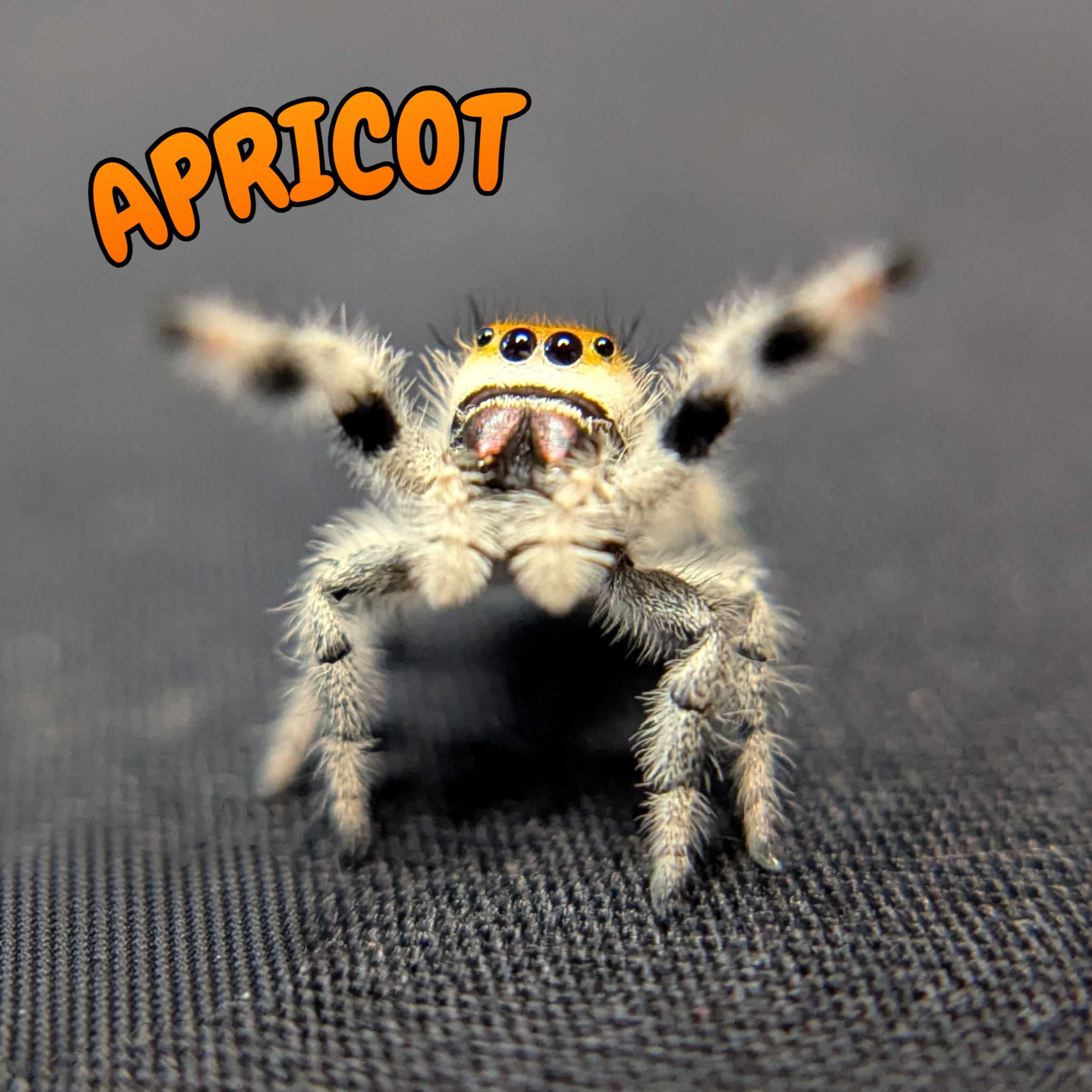 Regal Jumping Spider “Apricot”