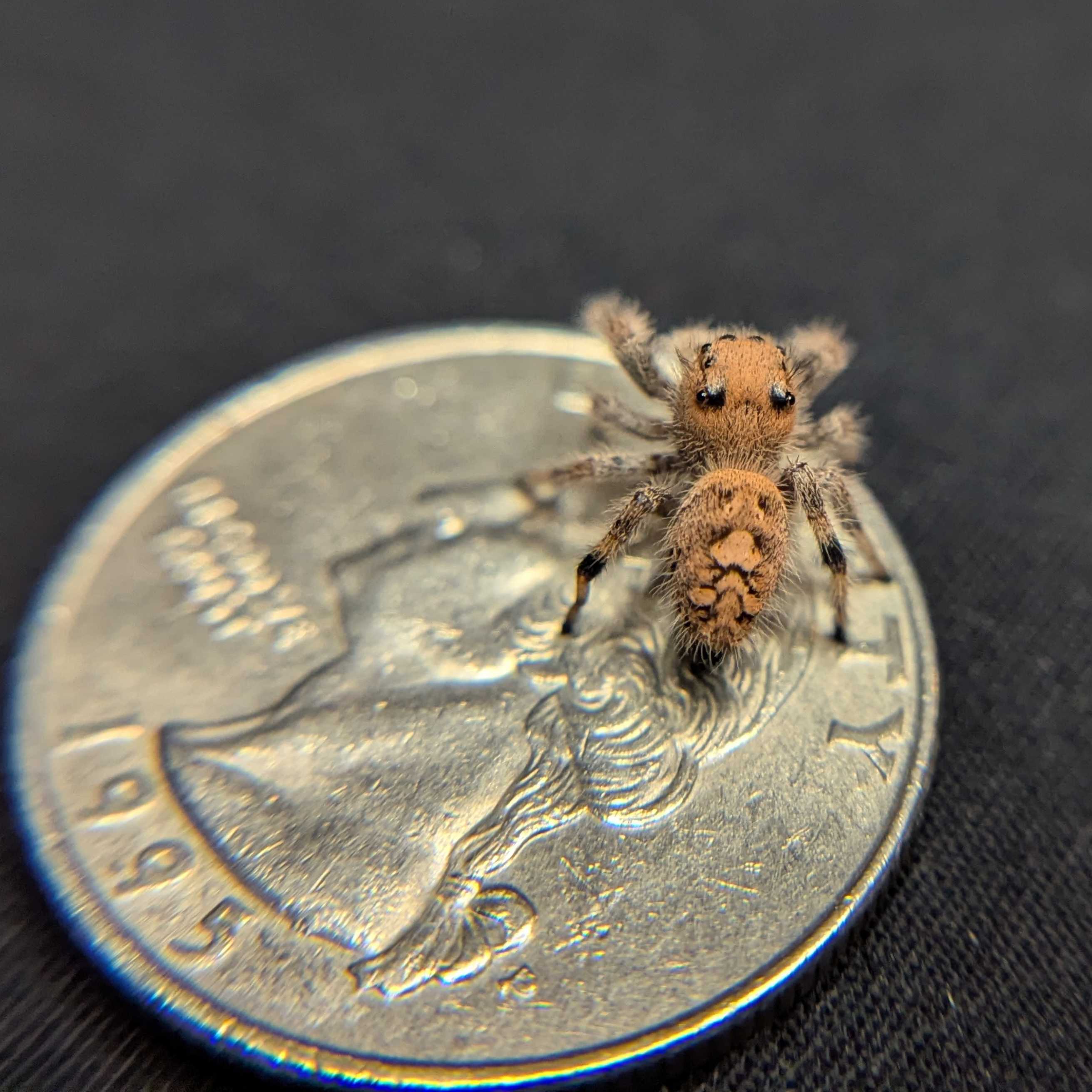 Regal Jumping Spider "Butter"
