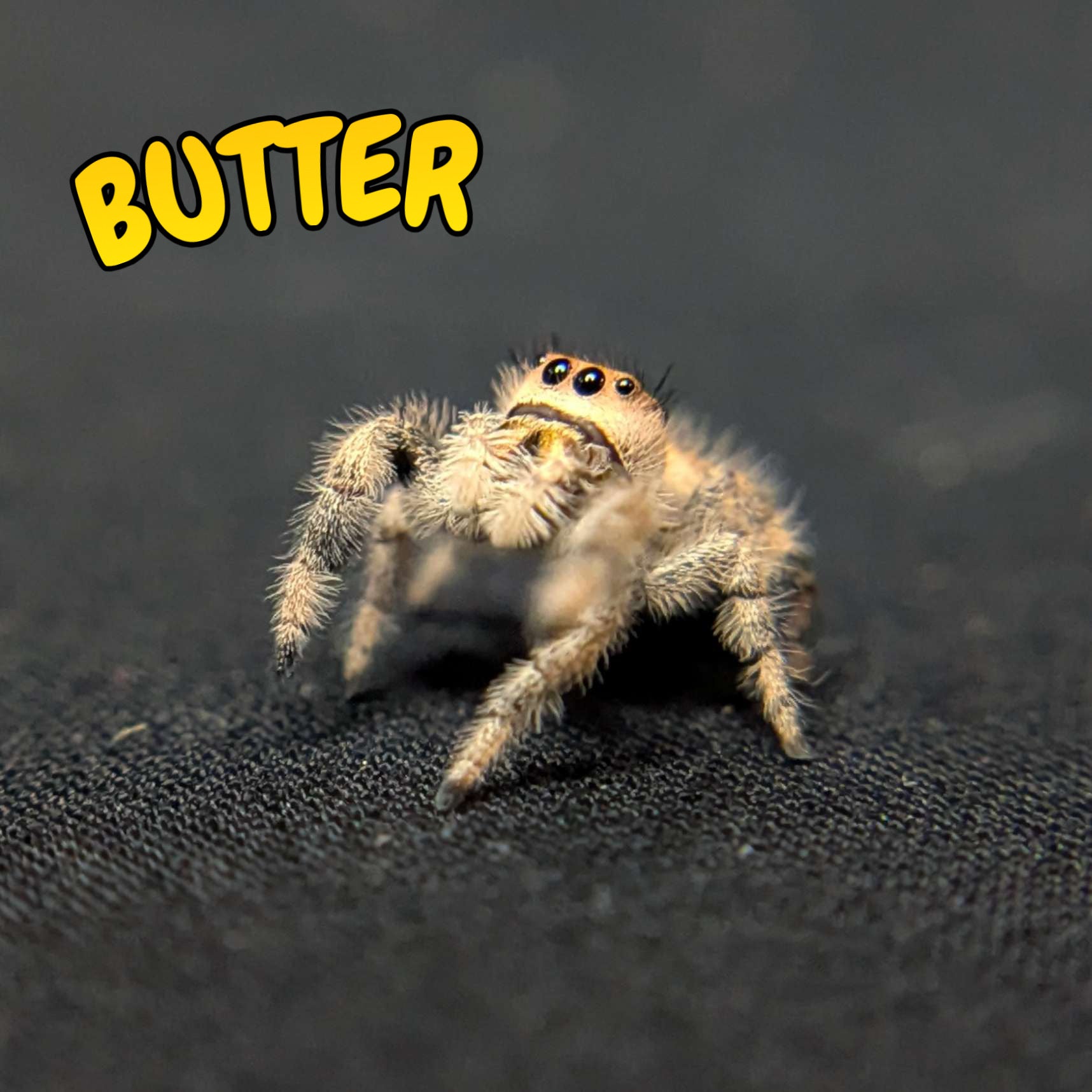 Regal Jumping Spider "Butter"