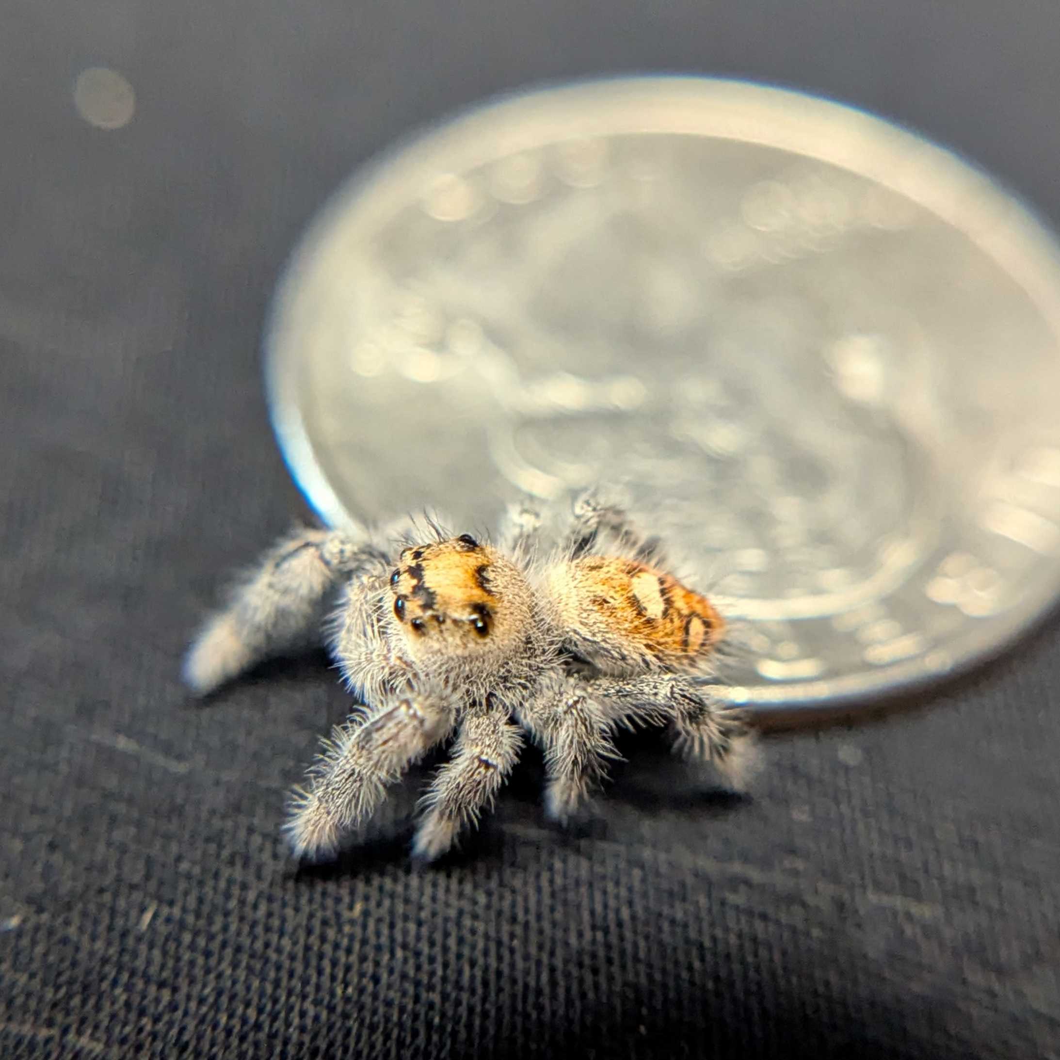 Regal Jumping Spider "Honey Bun"