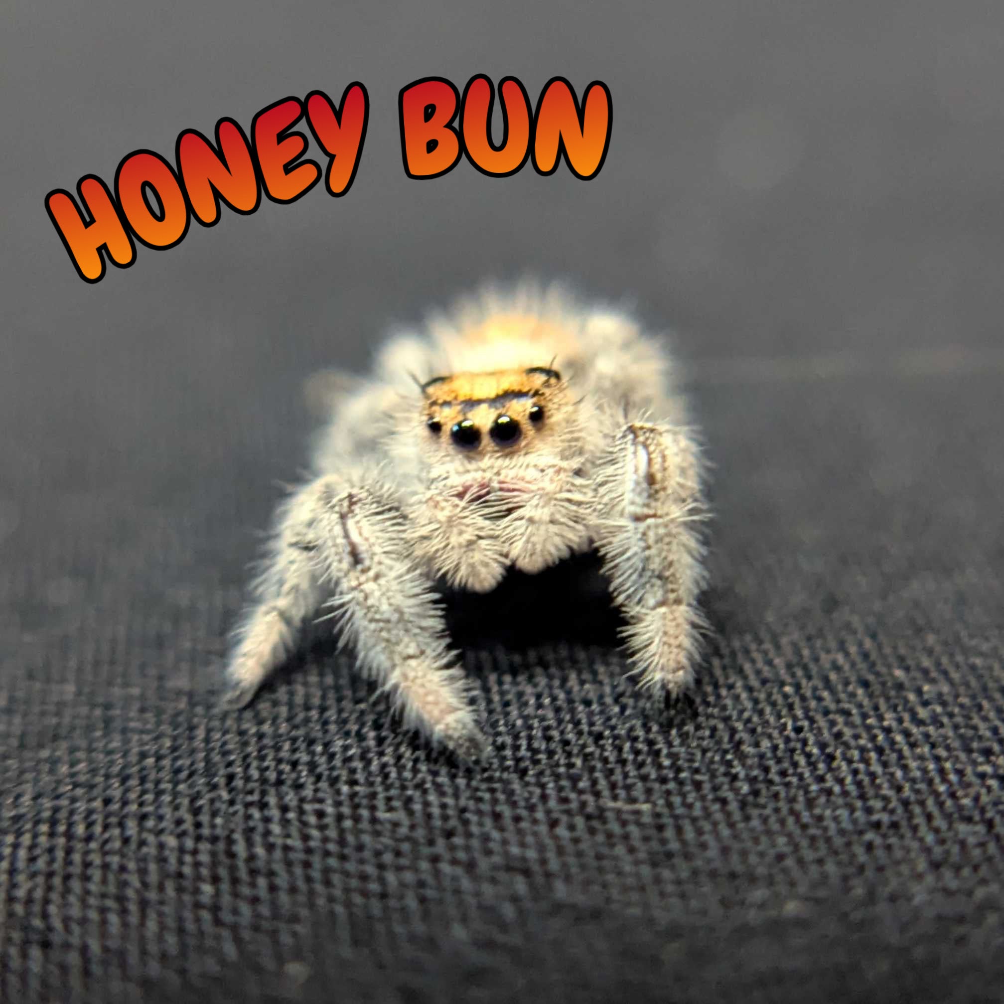 Regal Jumping Spider "Honey Bun"