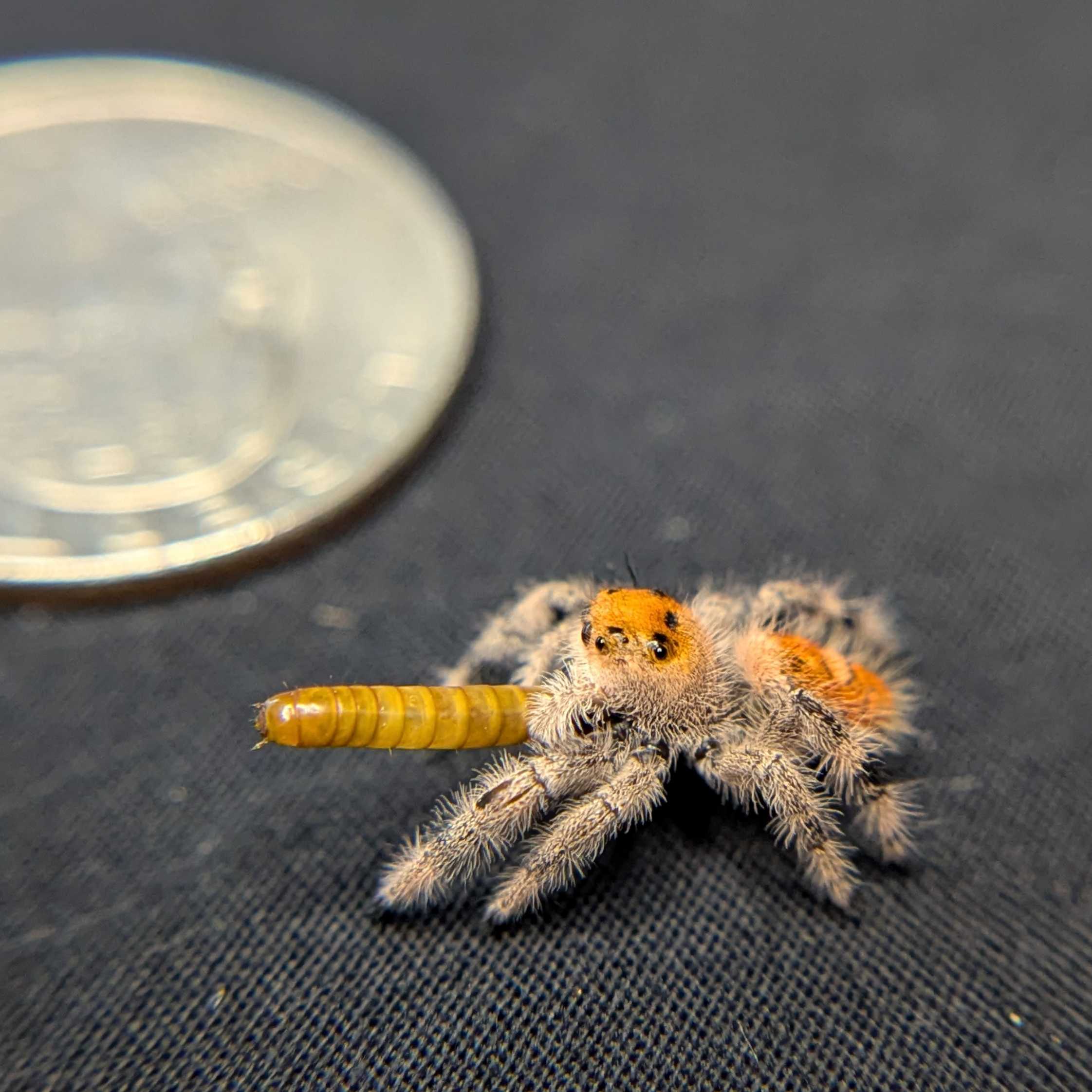 Regal Jumping Spider "Ignisa"