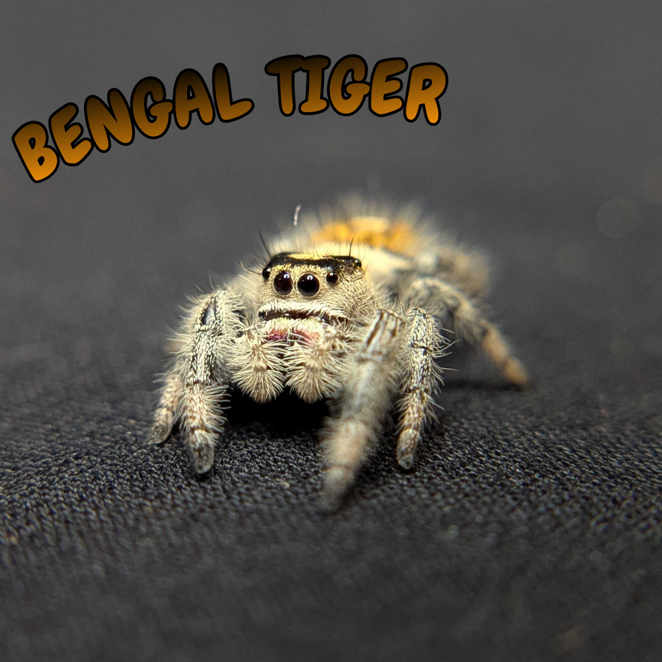Regal Jumping Spider "Bengal Tiger"