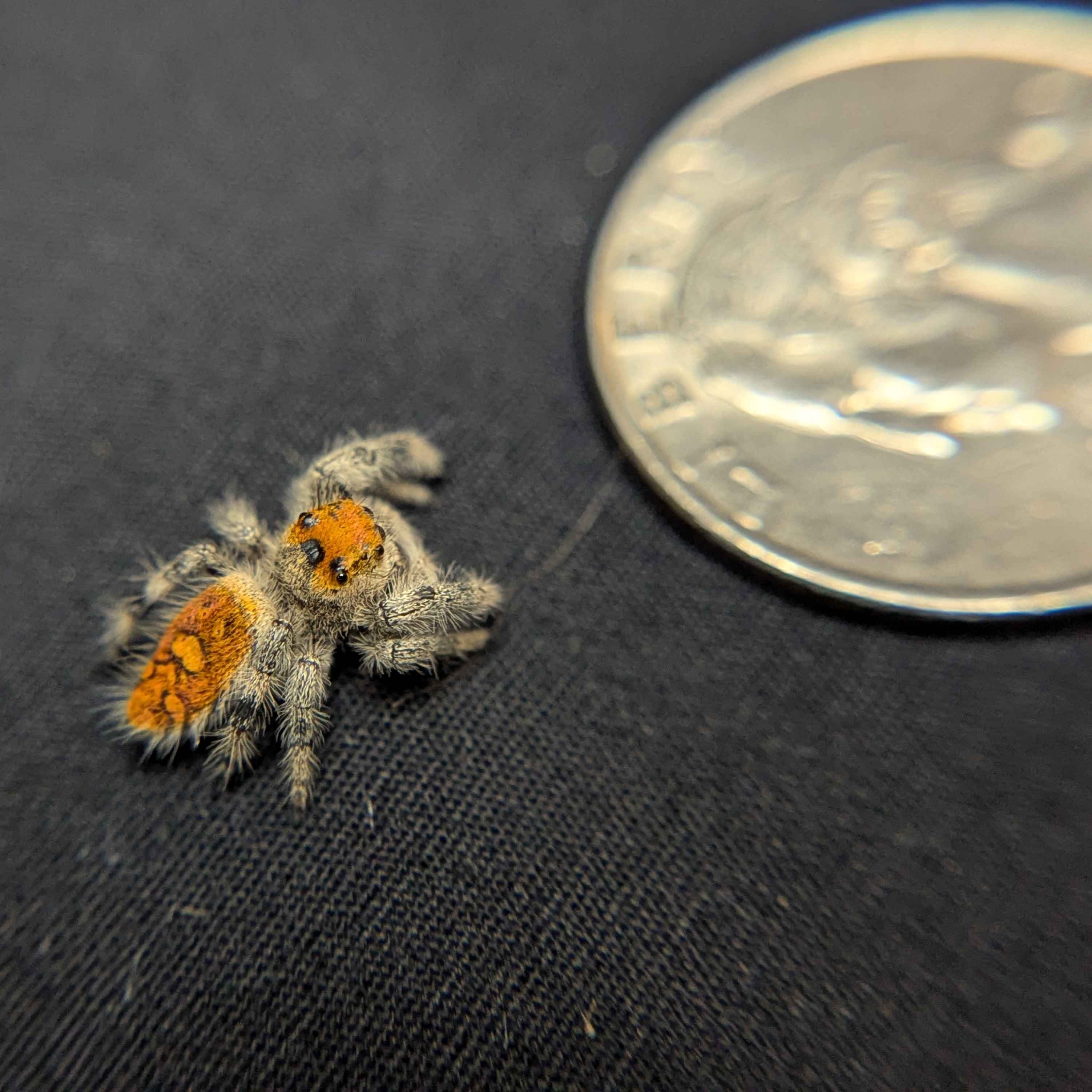 Regal Jumping Spider “Tater Tot”