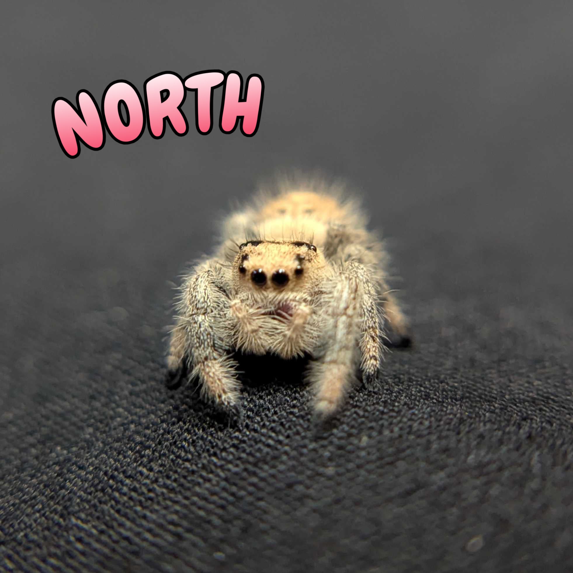 Regal Jumping Spider "North"