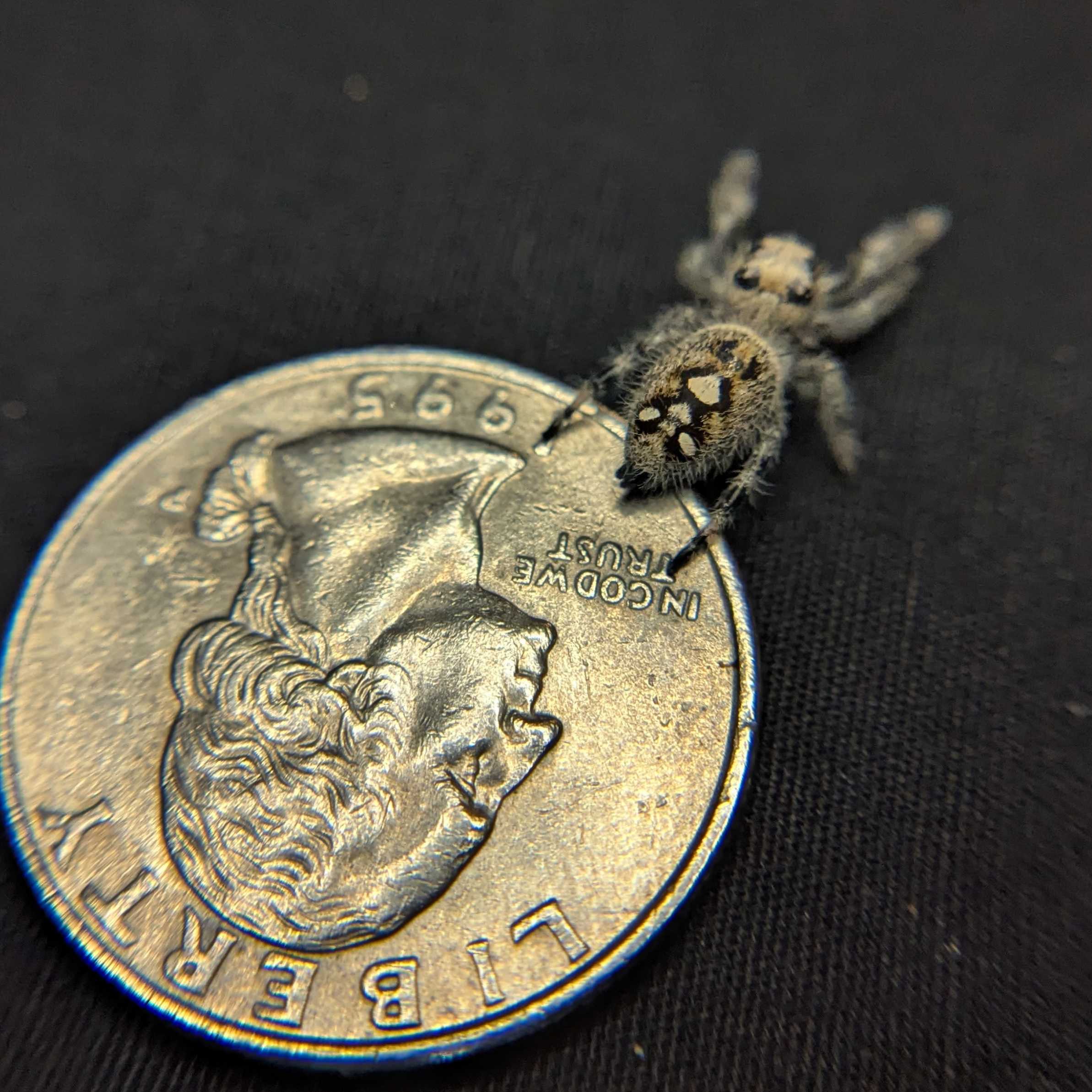 Regal Jumping Spider "Cake"