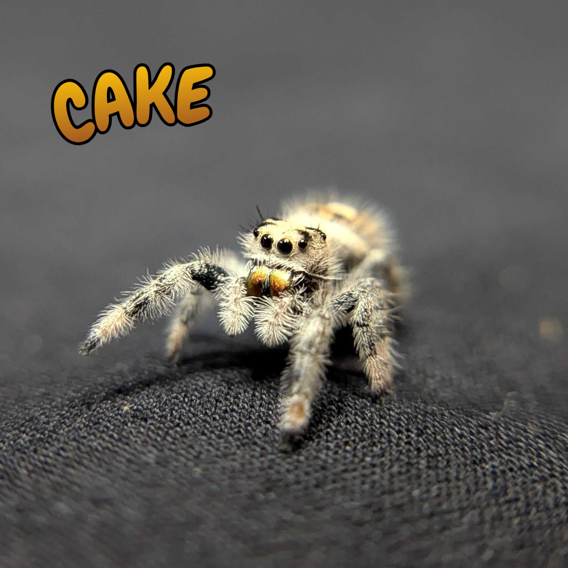 Regal Jumping Spider "Cake"