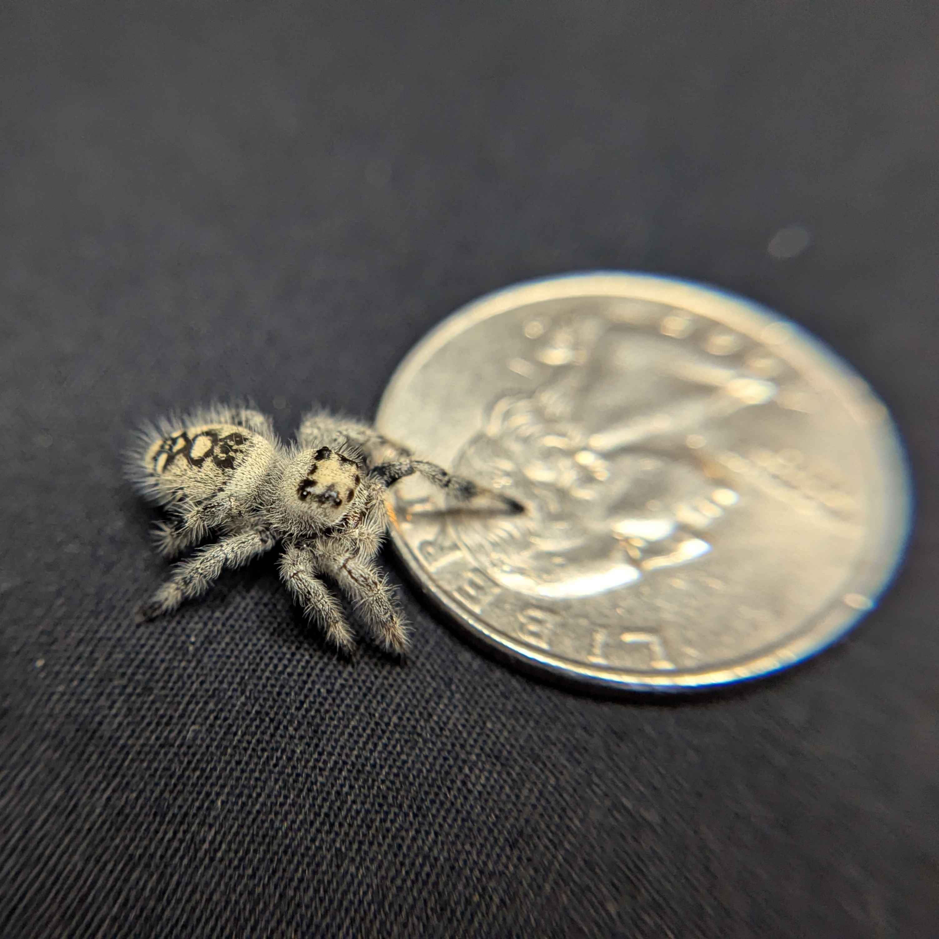 Regal Jumping Spider "Phantom"
