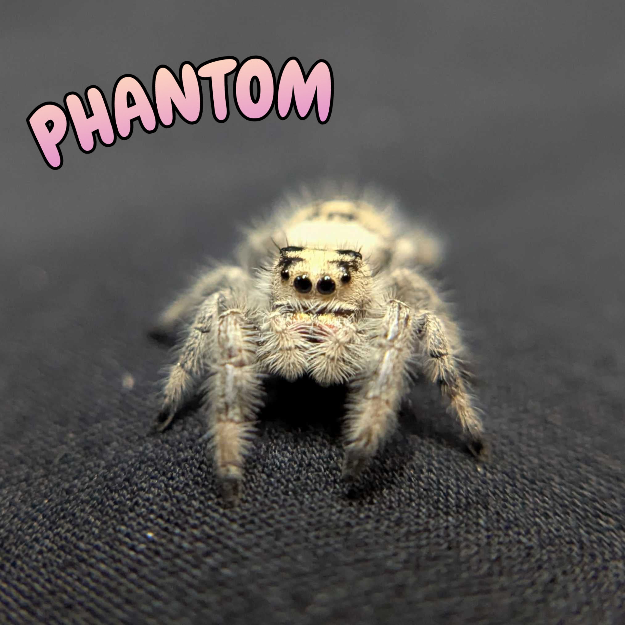 Regal Jumping Spider "Phantom"