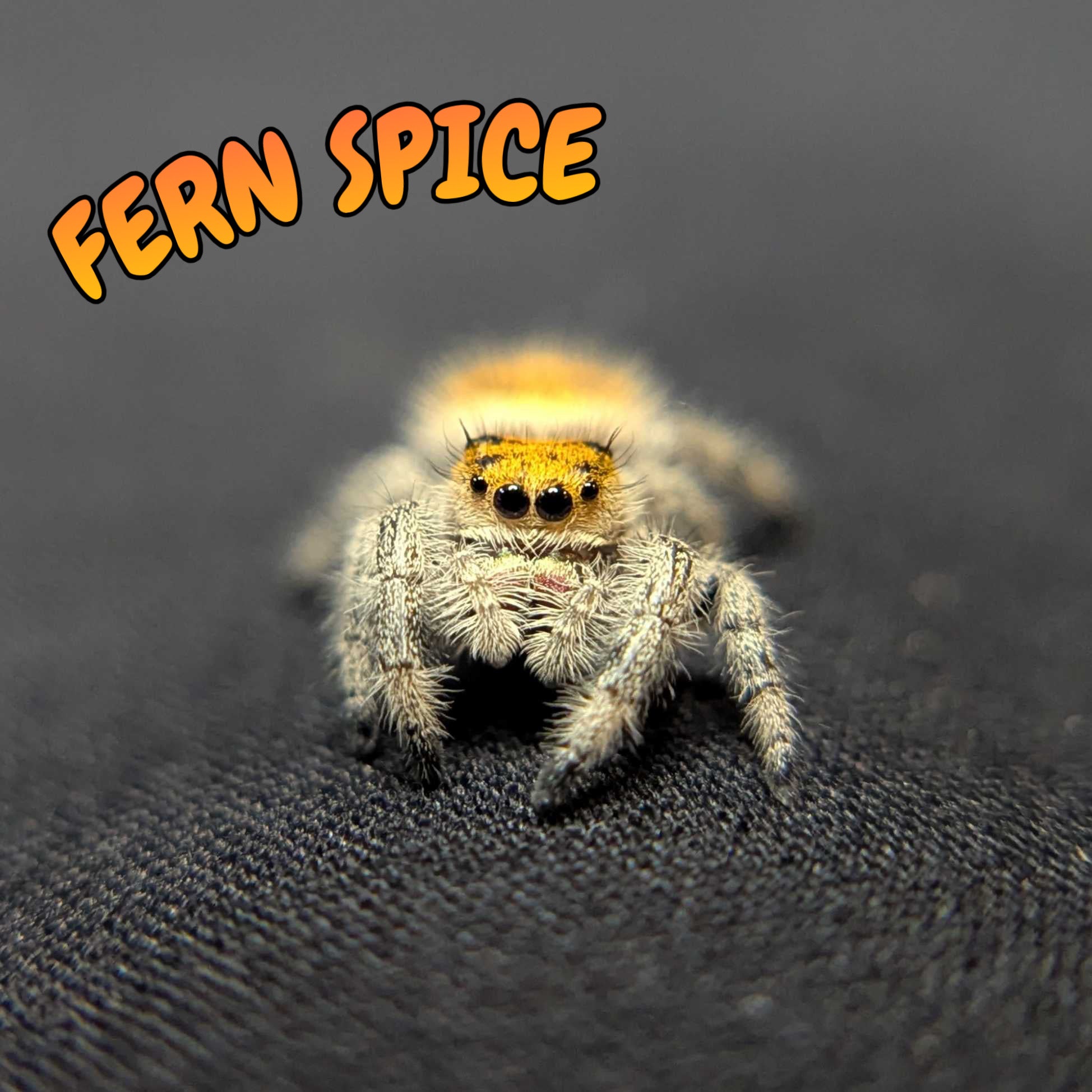 Regal Jumping Spider “Fern Spice”