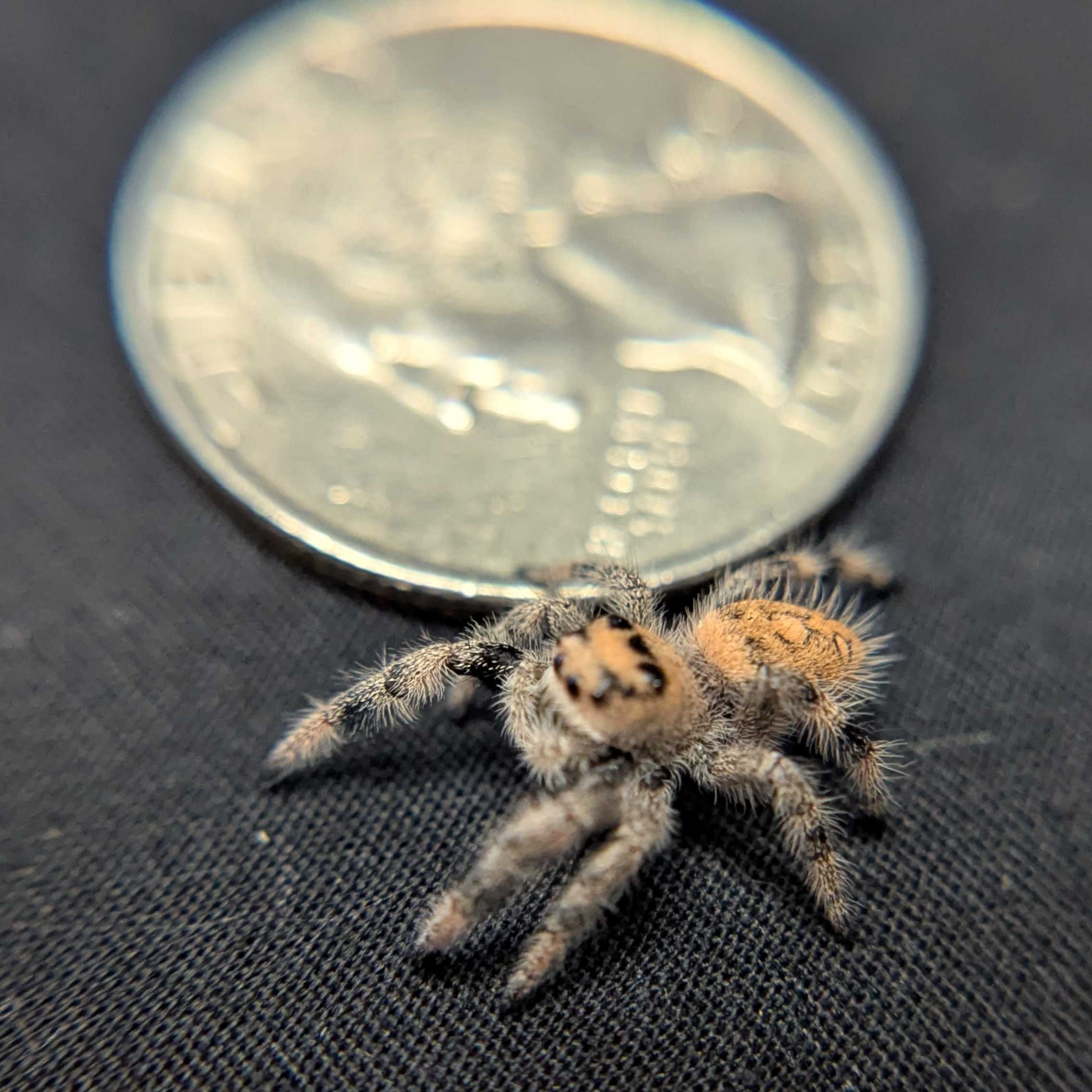 Regal Jumping Spider “Wheatly”