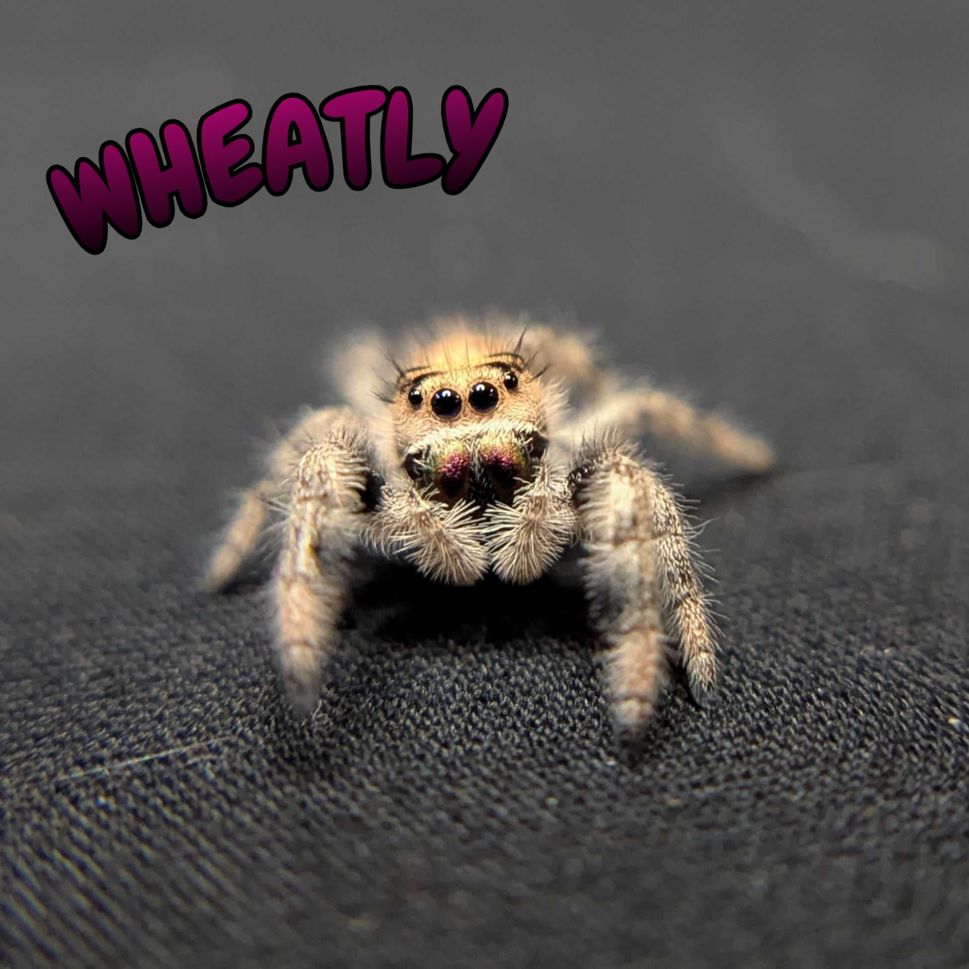 Regal Jumping Spider “Wheatly”