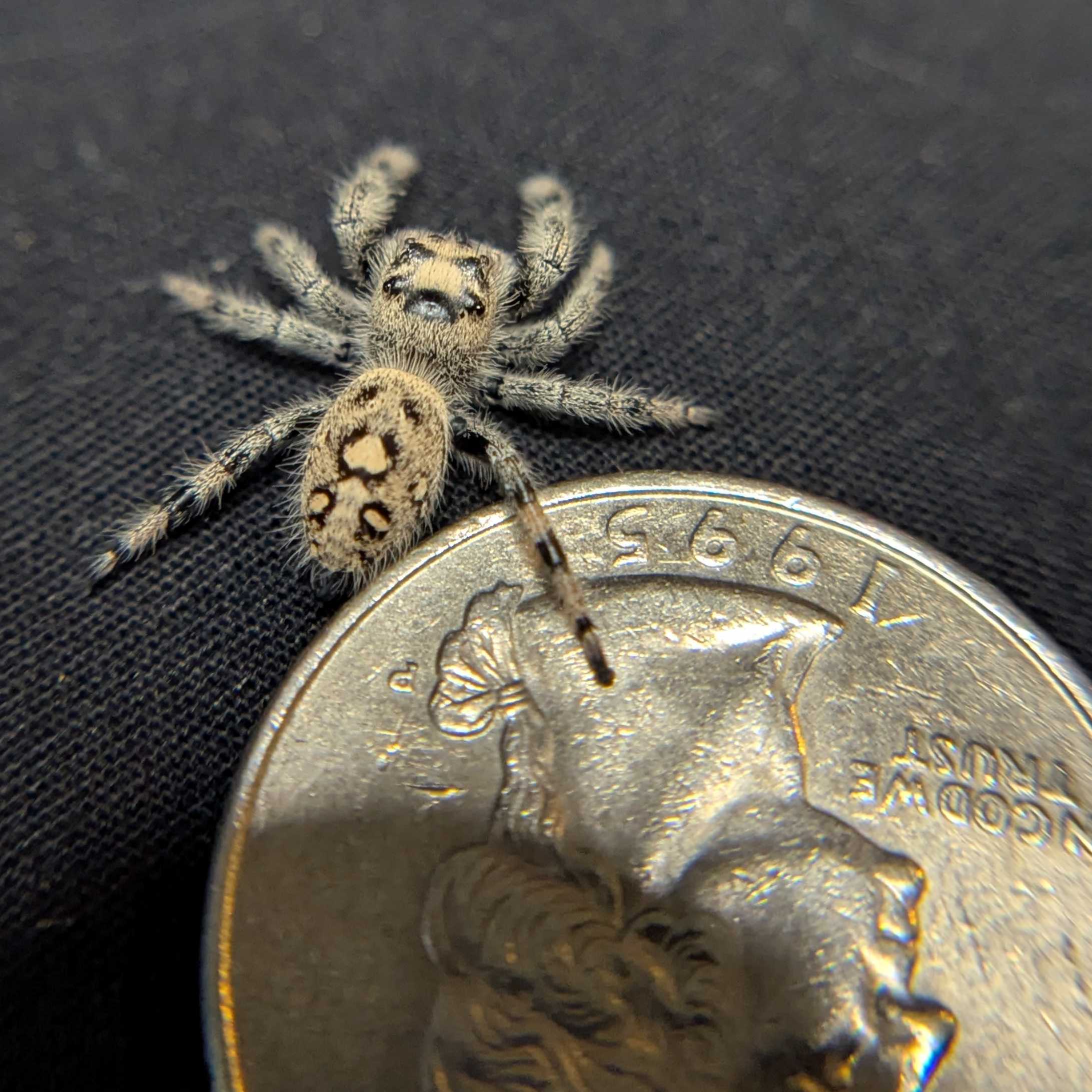 Regal Jumping Spider "Cracker"