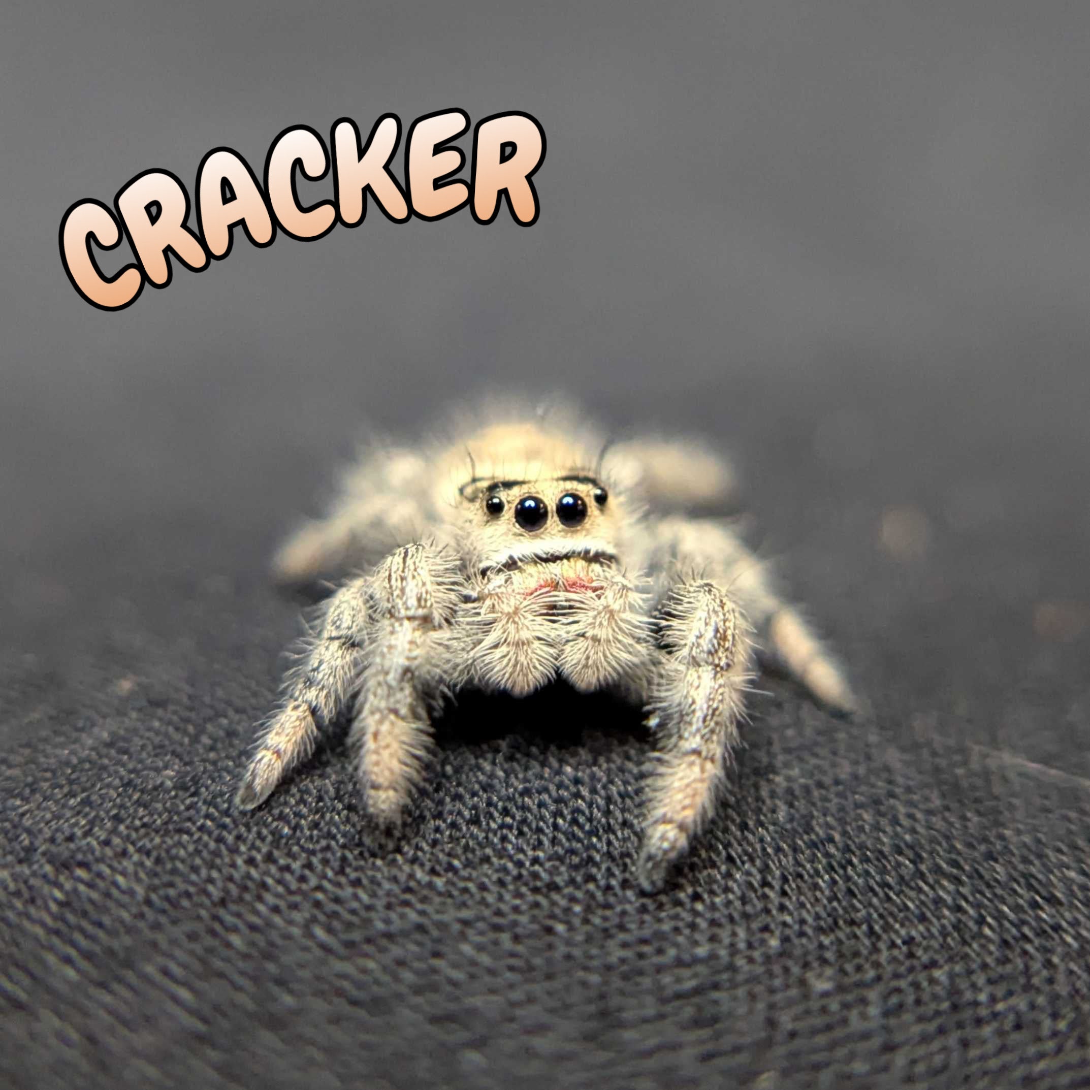 Regal Jumping Spider "Cracker"