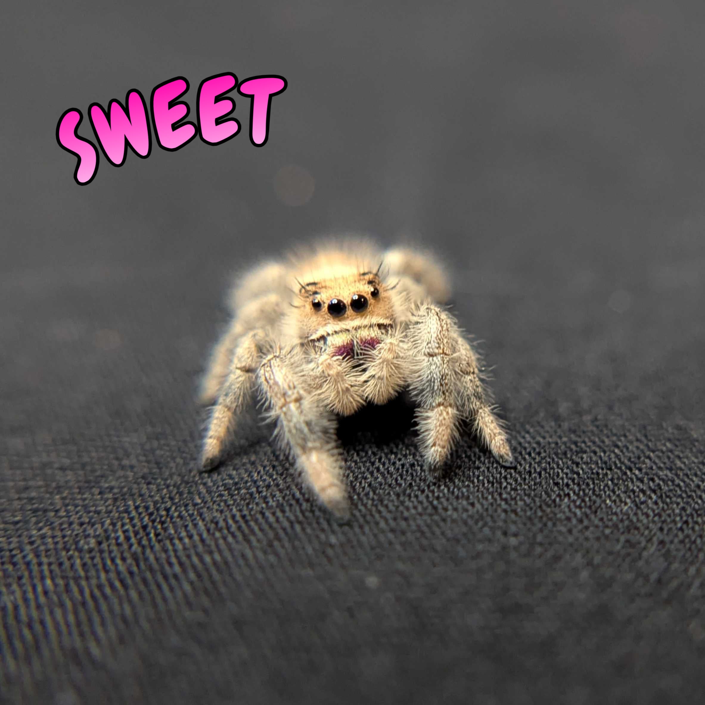 Regal Jumping Spider "Sweet"