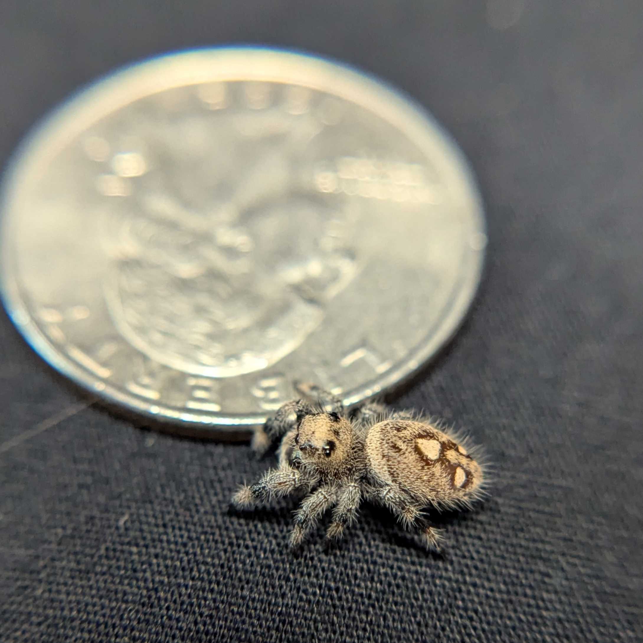 Regal Jumping Spider “Poppy”