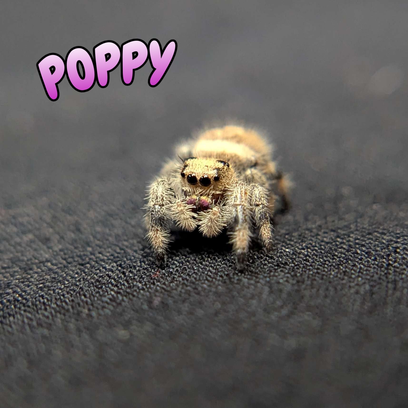 Regal Jumping Spider “Poppy”