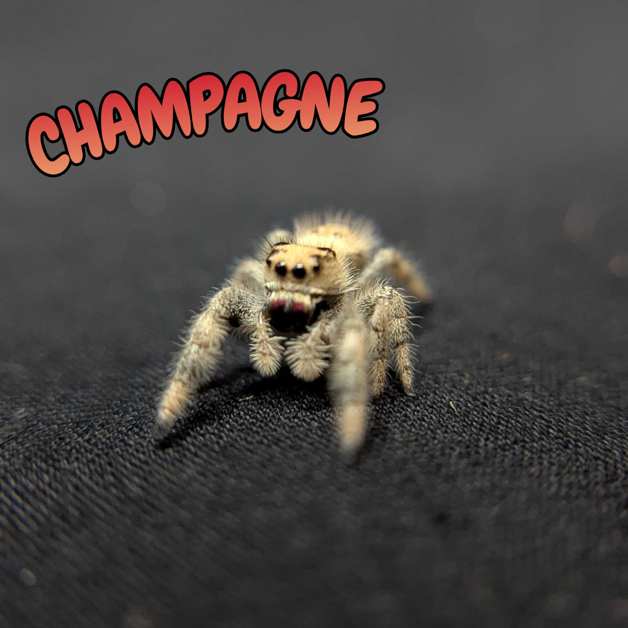 Regal Jumping Spider "Champagne"