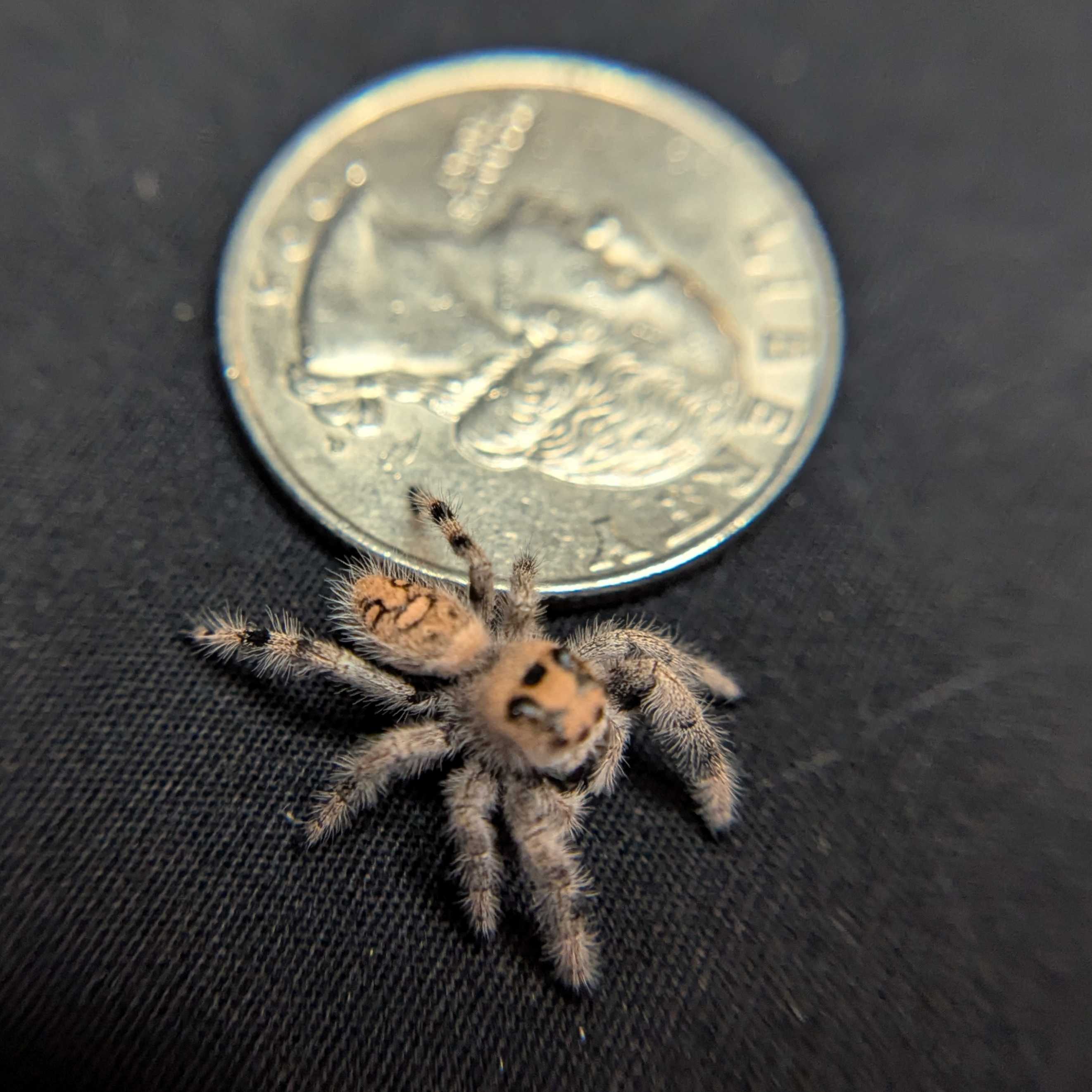 Regal Jumping Spider "Kisses"