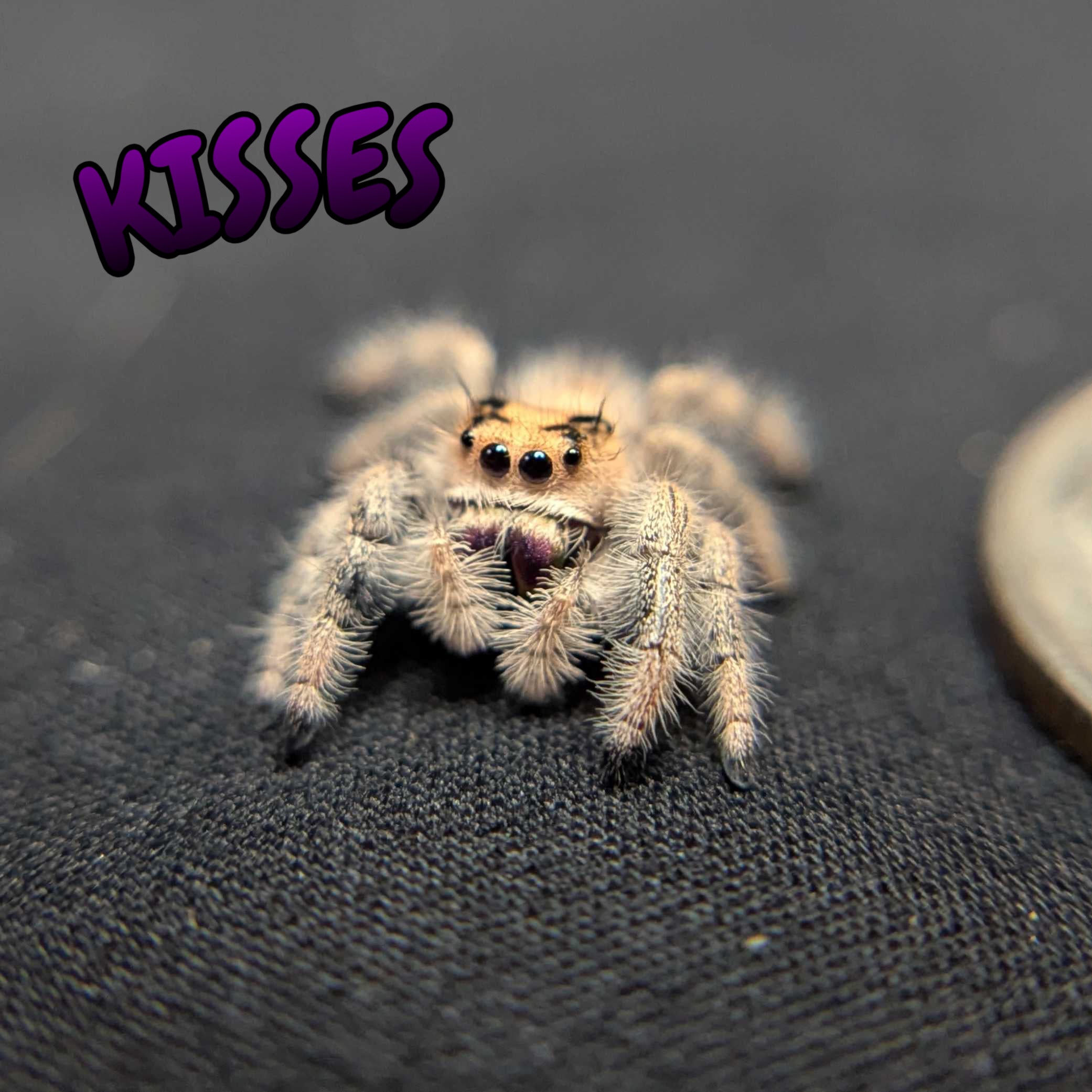 Regal Jumping Spider "Kisses"