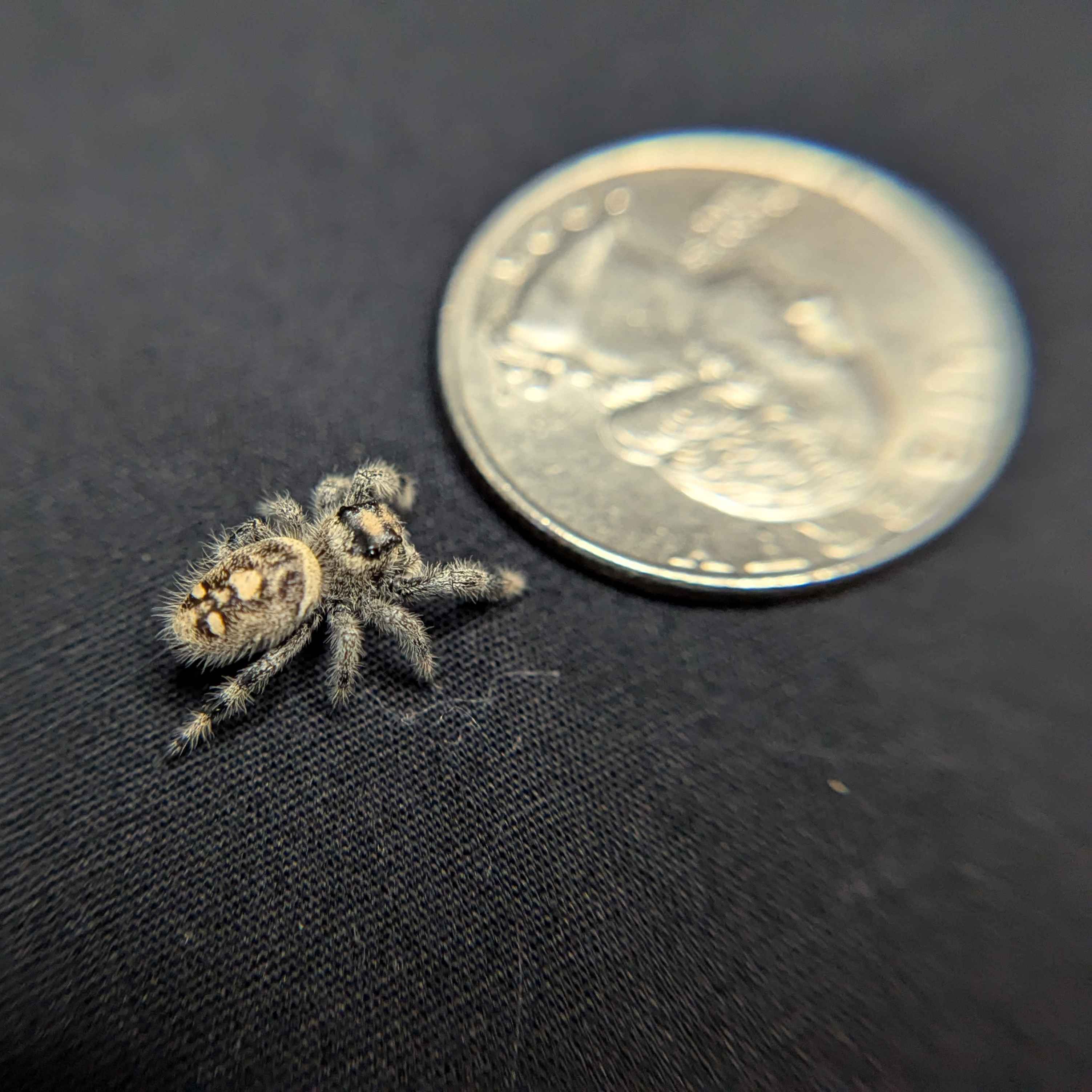 Regal Jumping Spider "Pasta"