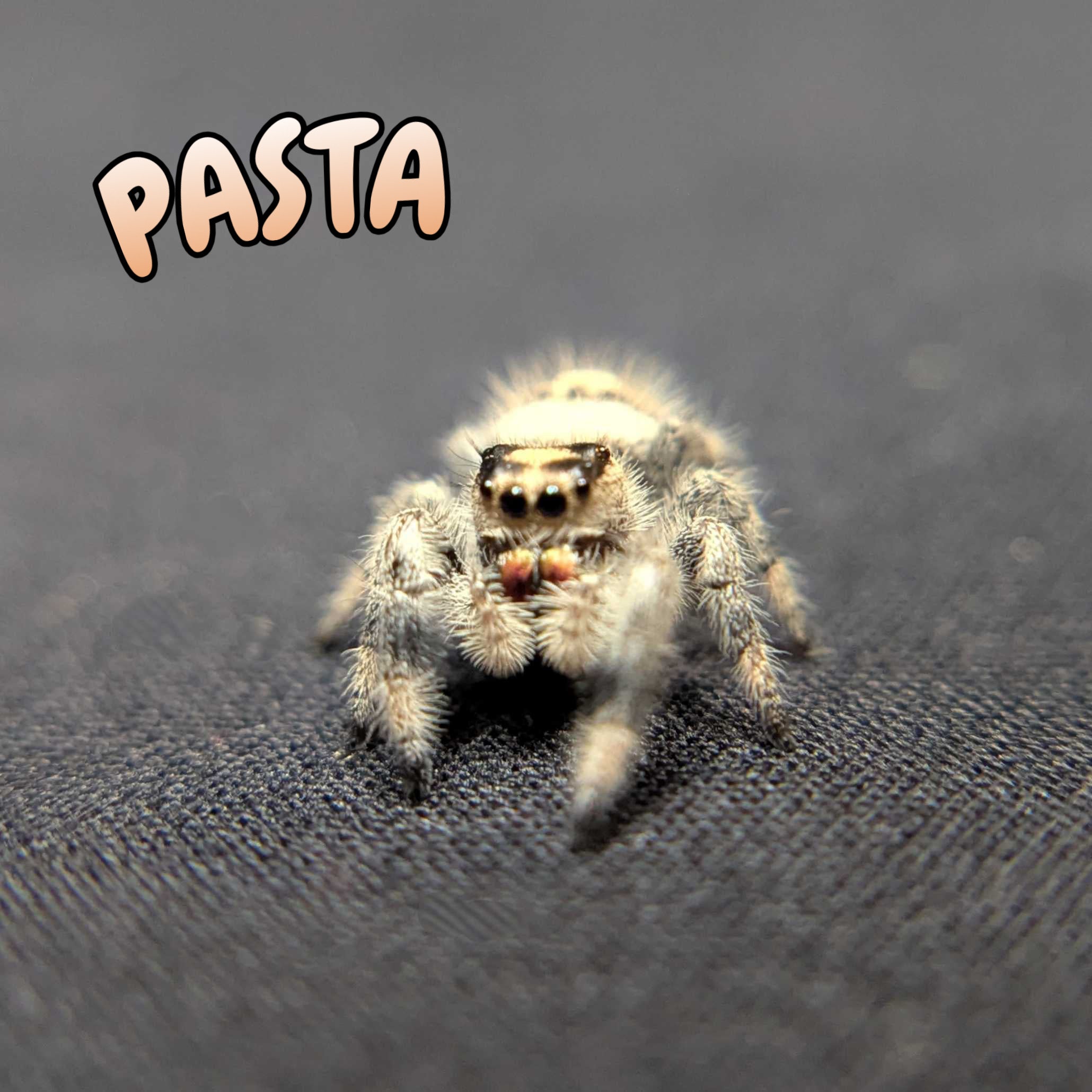 Regal Jumping Spider "Pasta"