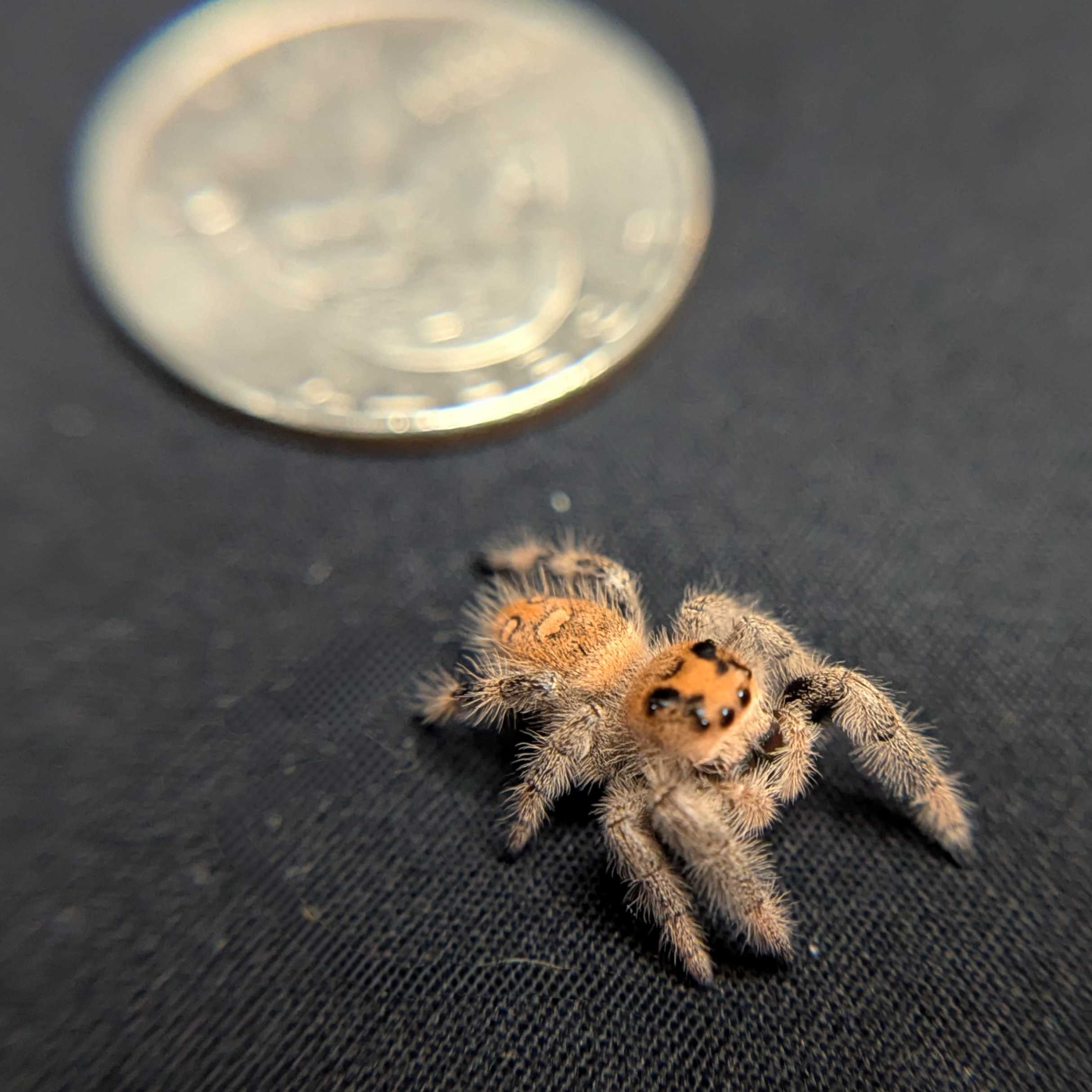 Regal Jumping Spider “Blue Dream”