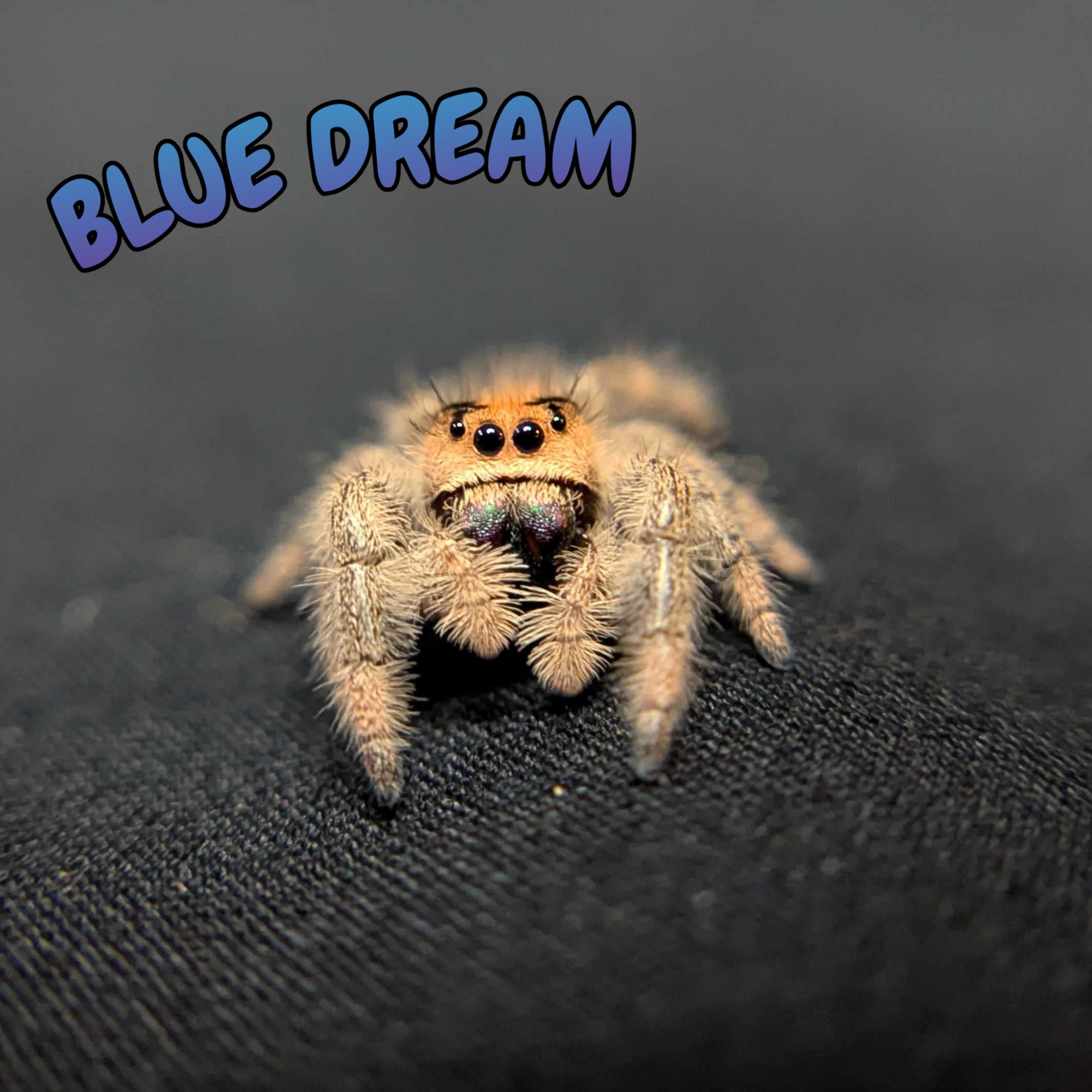 Regal Jumping Spider “Blue Dream”