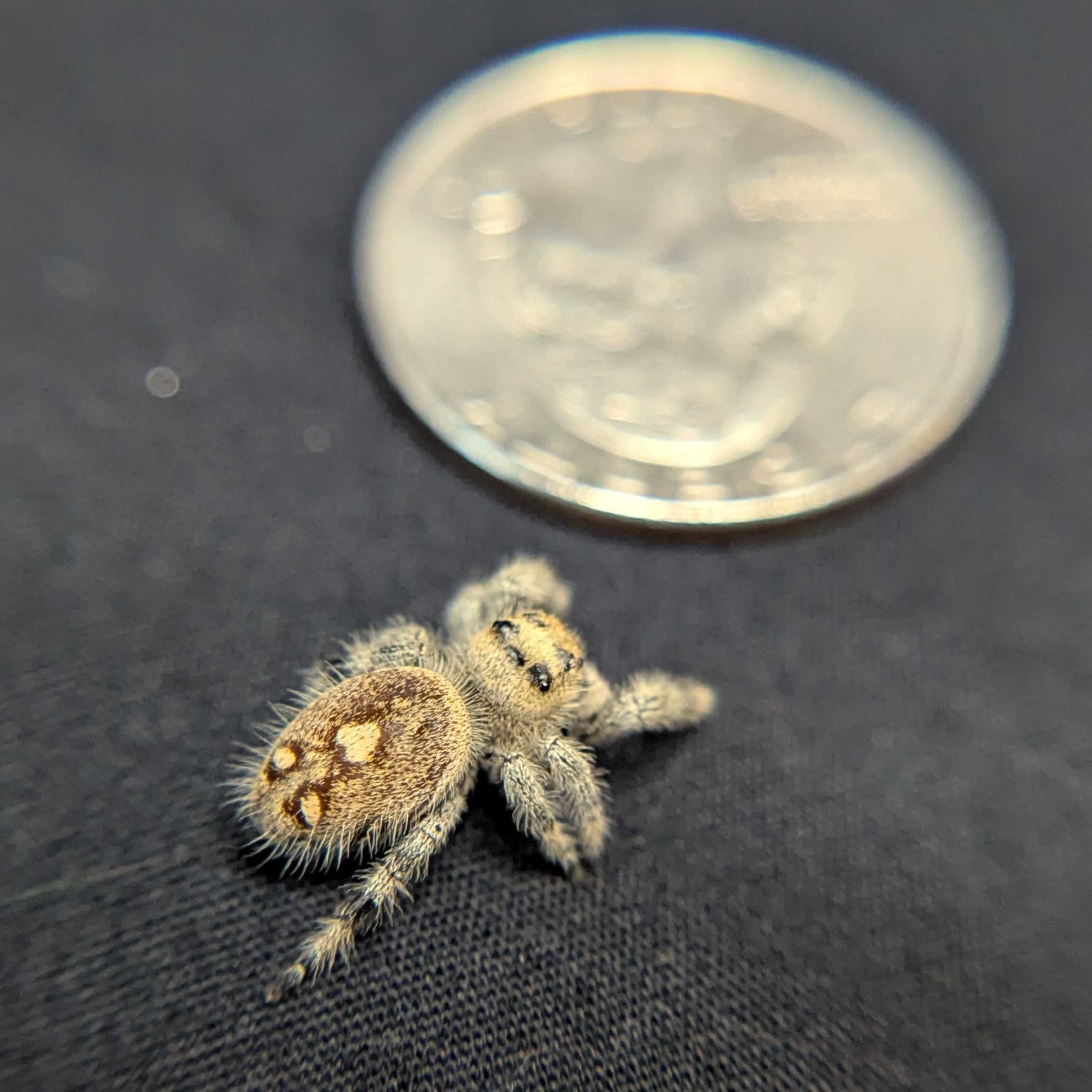Regal Jumping Spider “Shortcake”