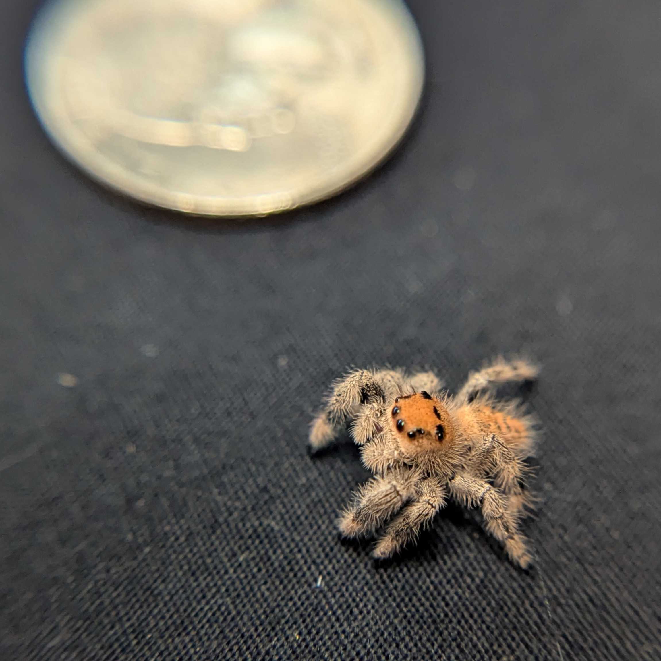 Regal Jumping Spider "Magenta"