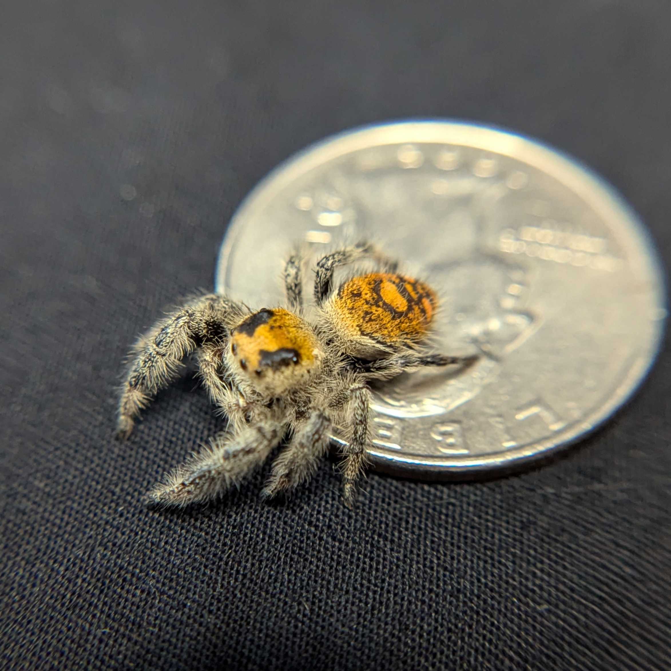 Regal Jumping Spider “Apricot Leaf”