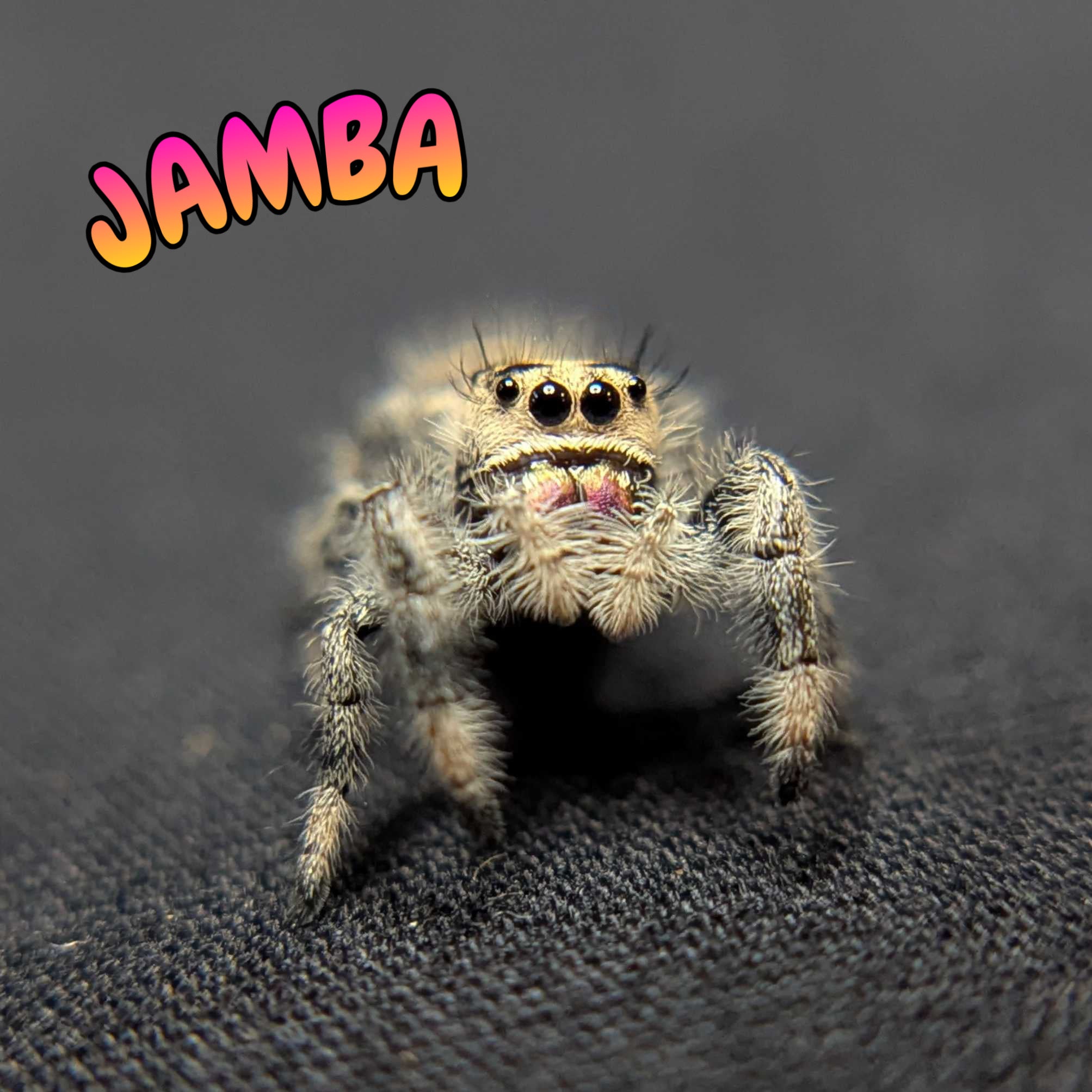 Regal Jumping Spider "Jamba"