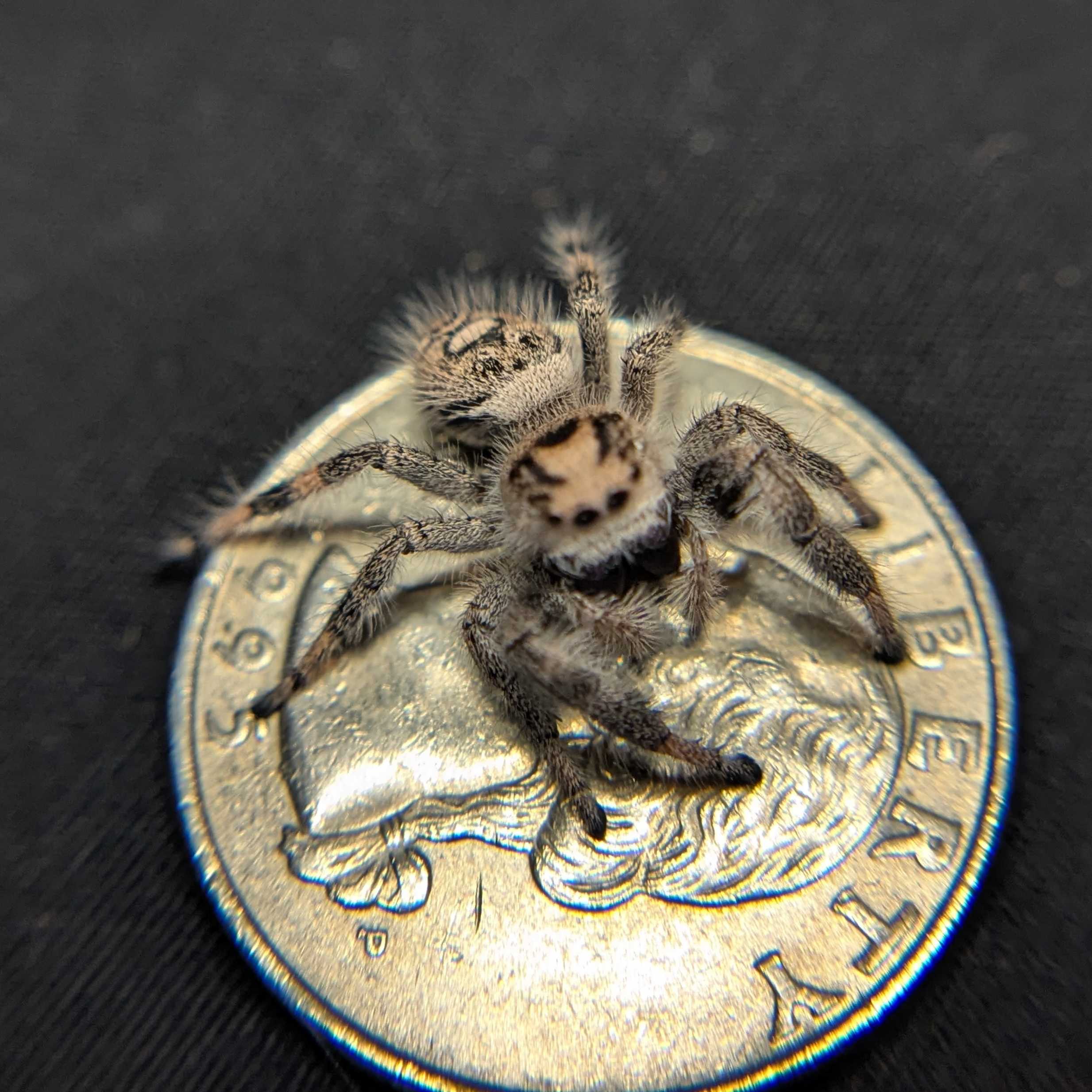 Regal Jumping Spider "Marzipan"