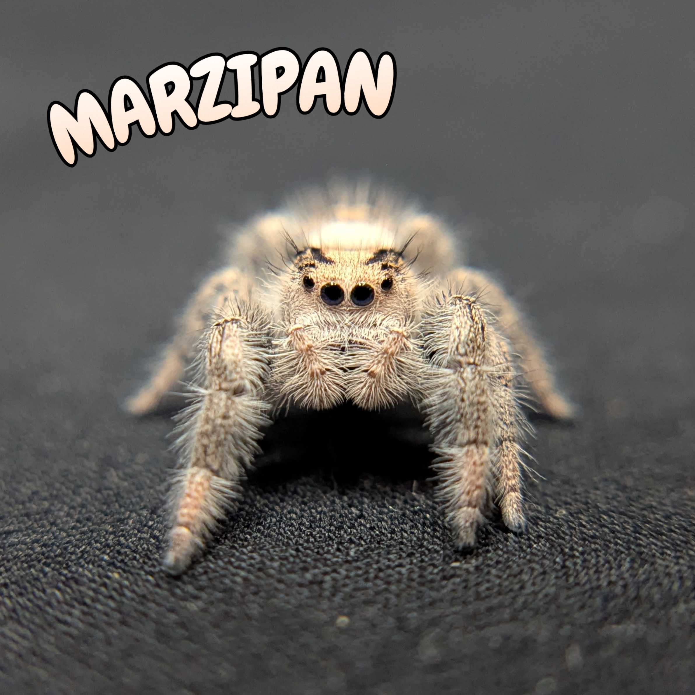 Regal Jumping Spider "Marzipan"