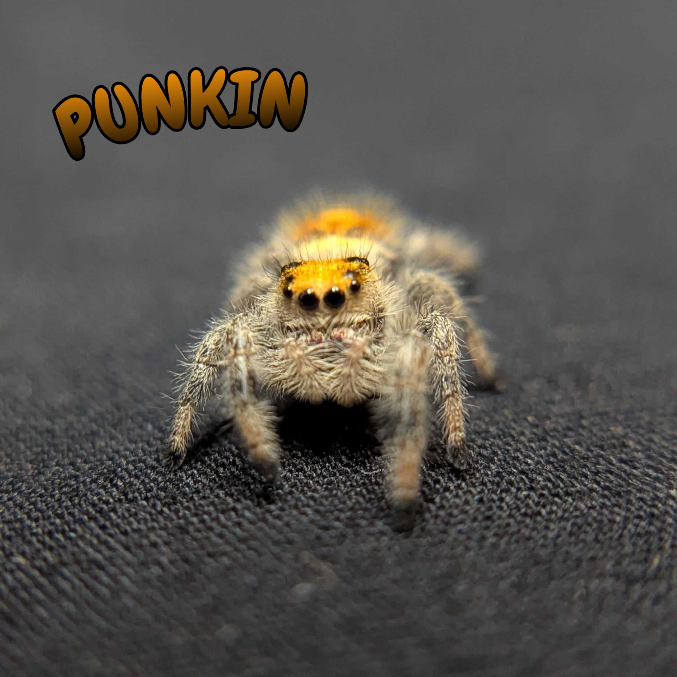 Regal Jumping Spider "Punkin"