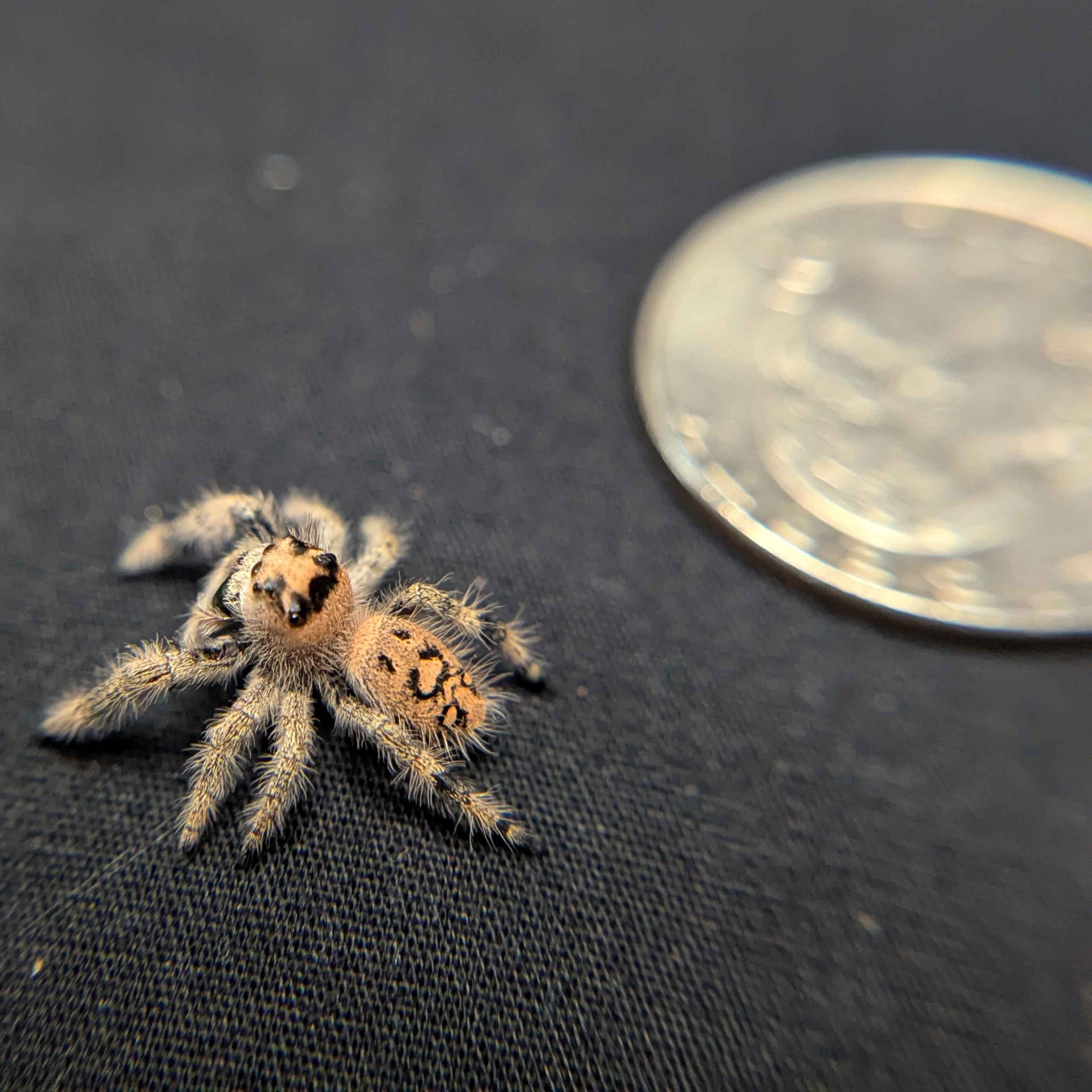 Regal Jumping Spider "Sahara"