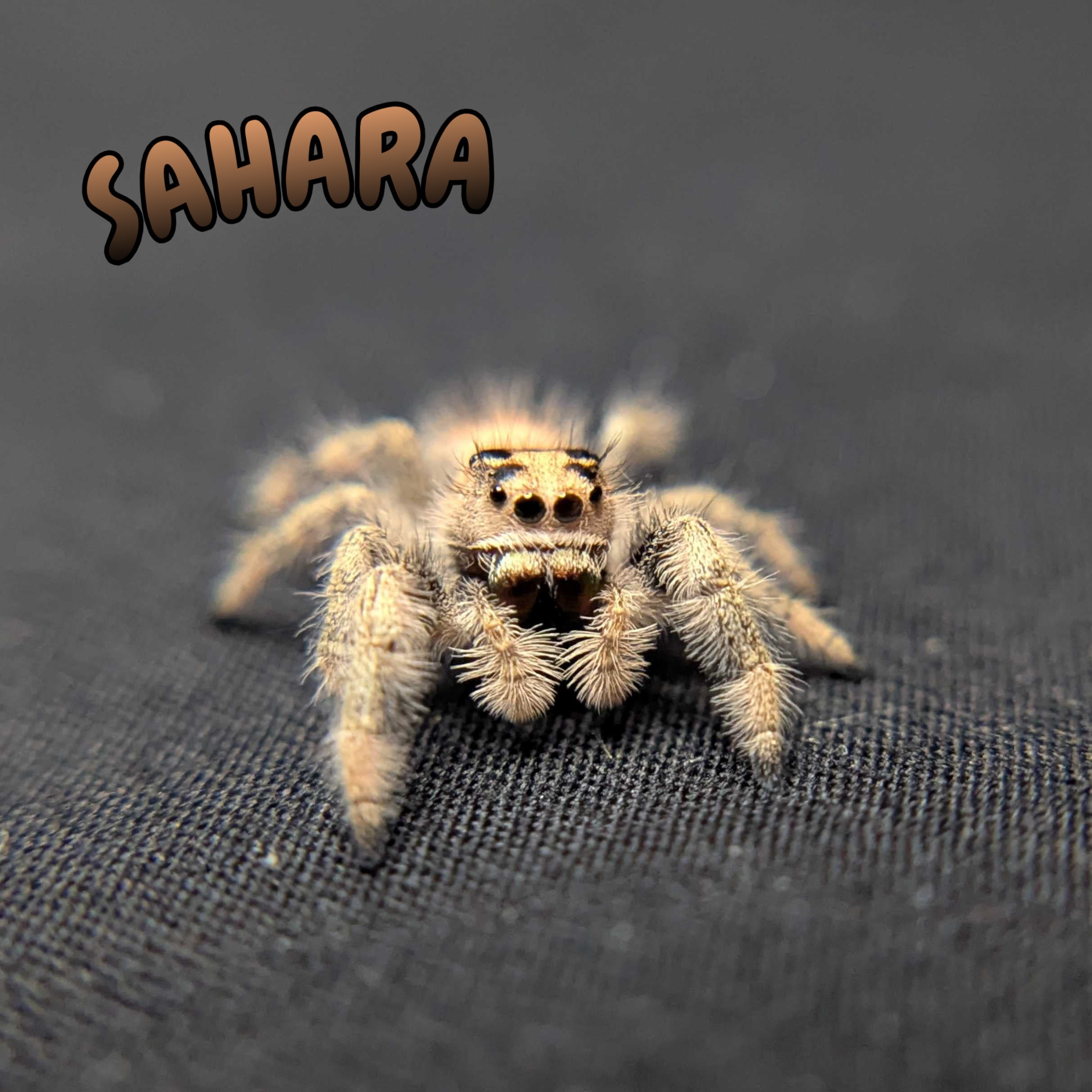 Regal Jumping Spider "Sahara"