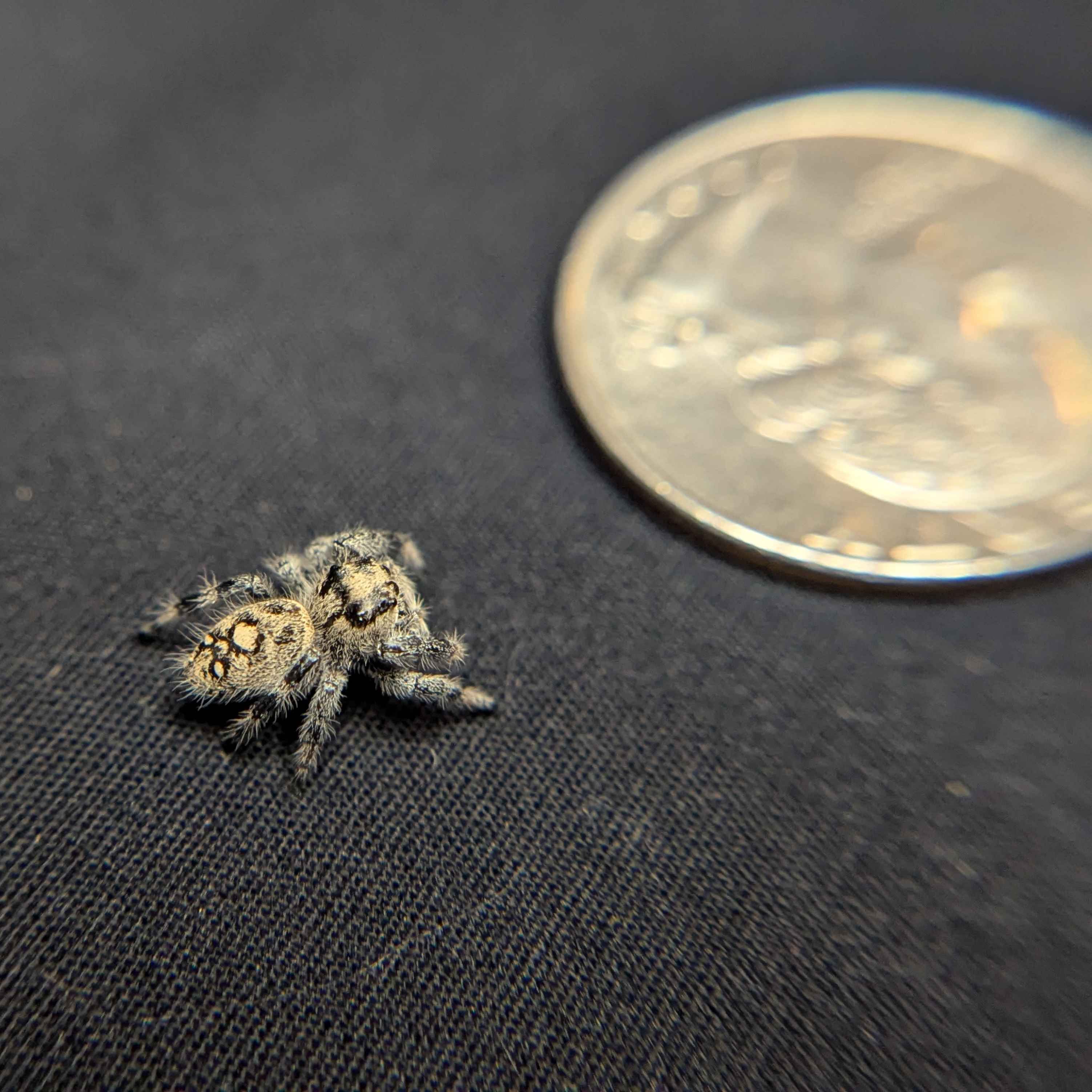 Regal Jumping Spider "Goose"