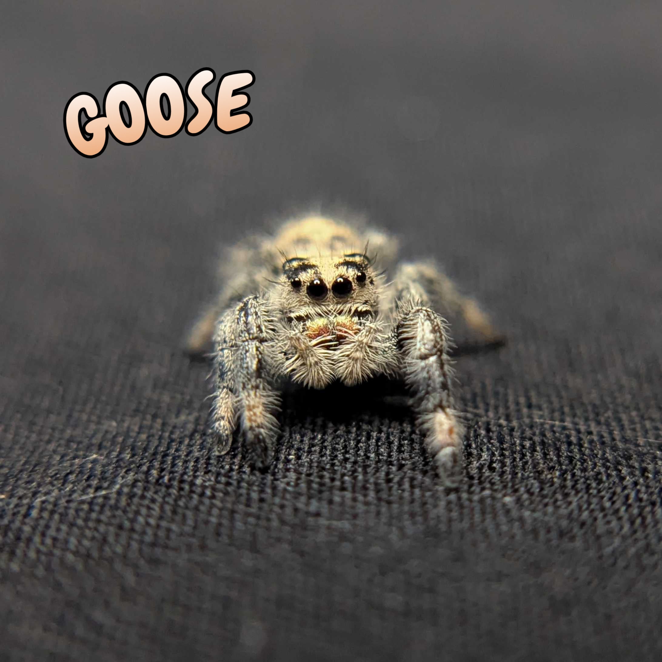 Regal Jumping Spider "Goose"