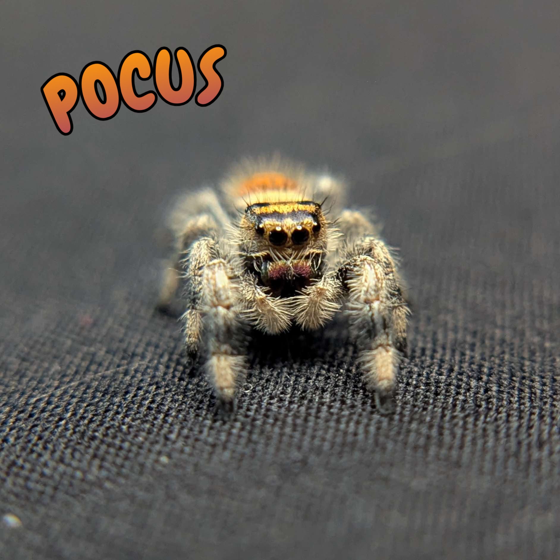 Regal Jumping Spider "Pocus"