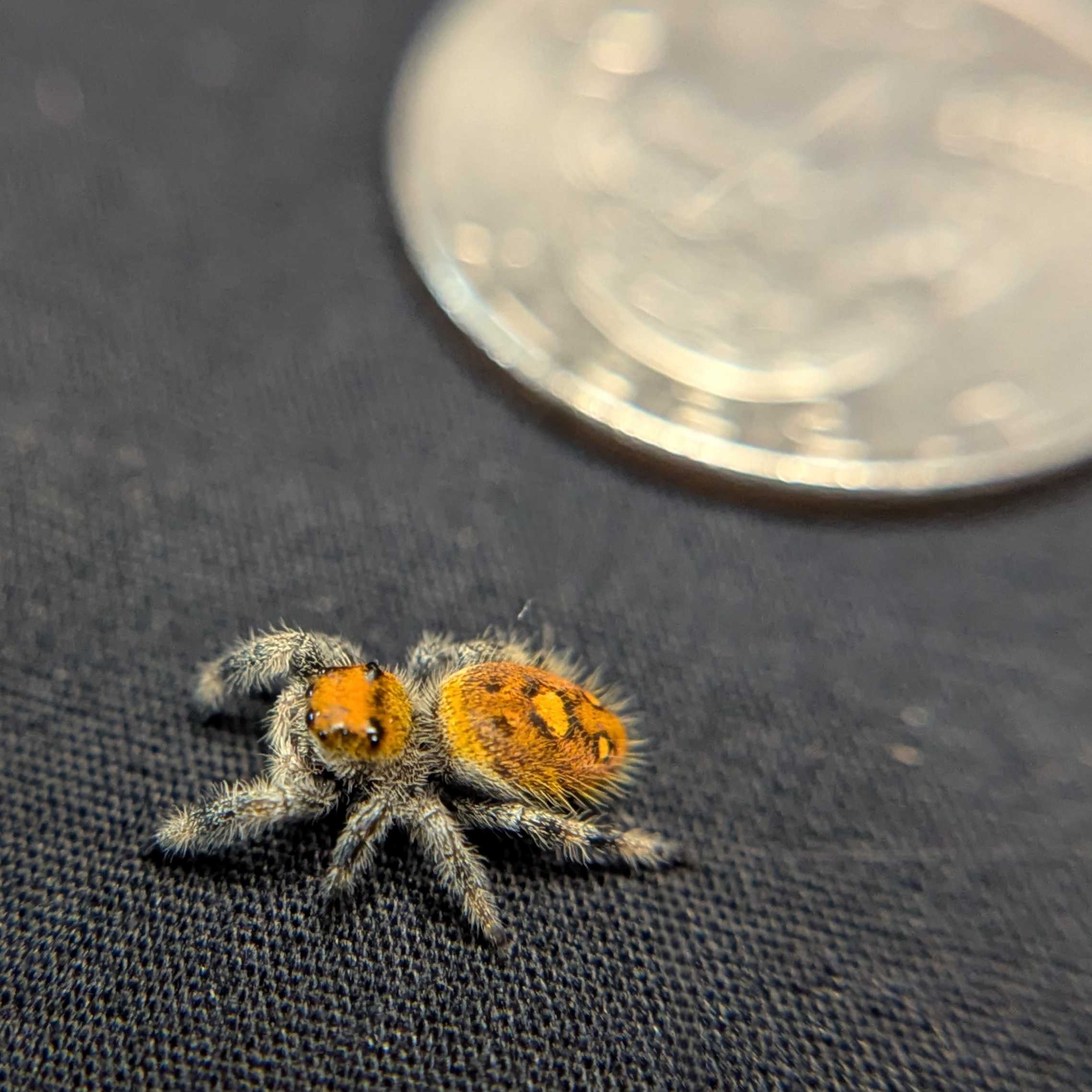 Regal Jumping Spider "Hocus"