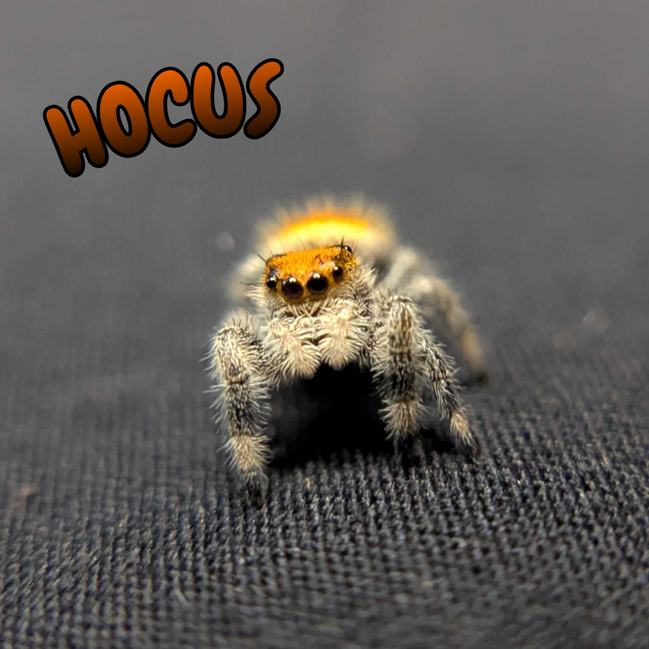 Regal Jumping Spider "Hocus"