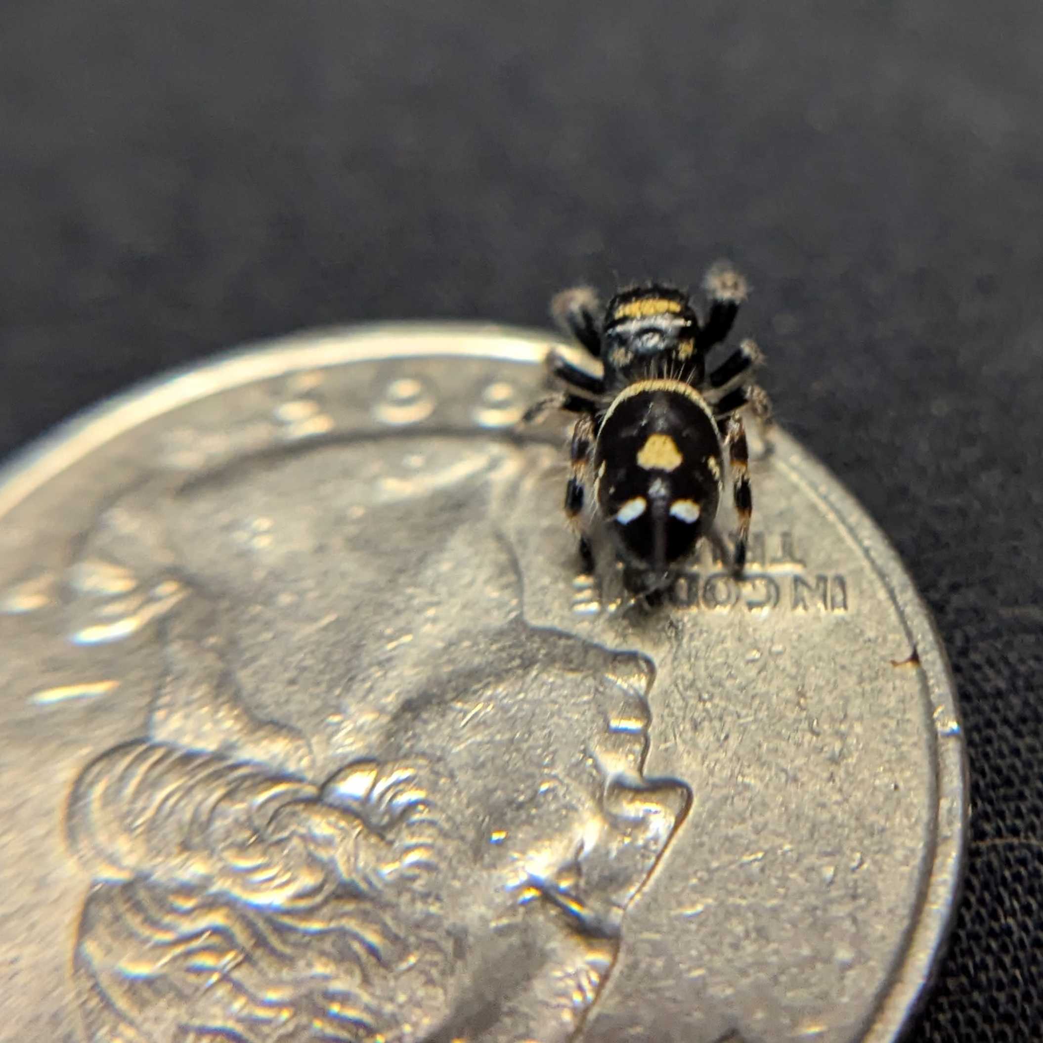 Regal Jumping Spider "Chocolate"