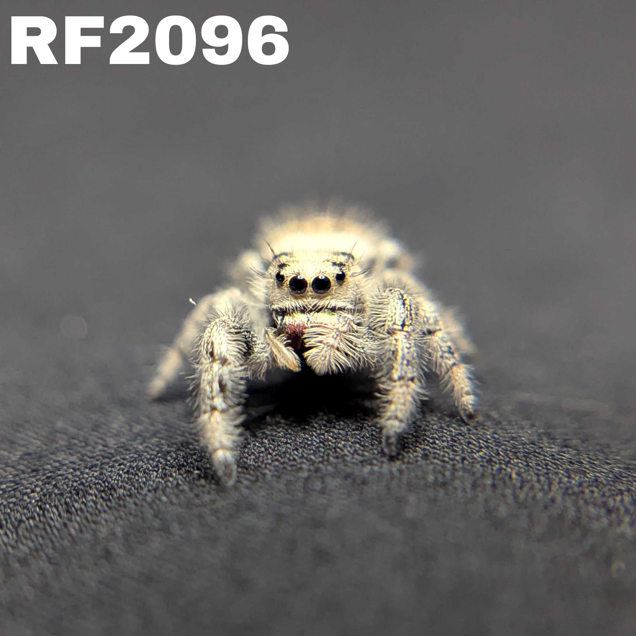 Regal Jumping Spider "Alaska”