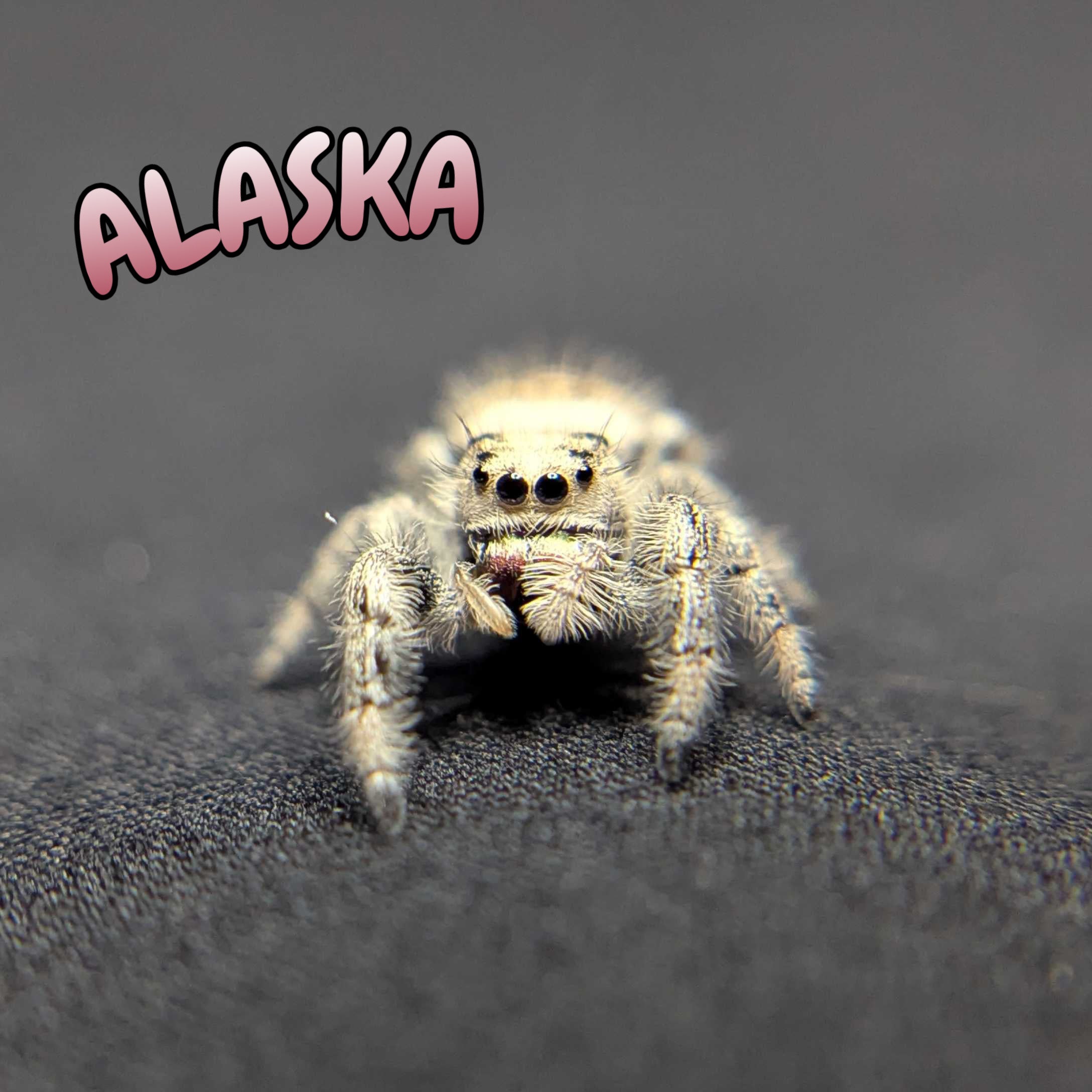 Regal Jumping Spider "Alaska”