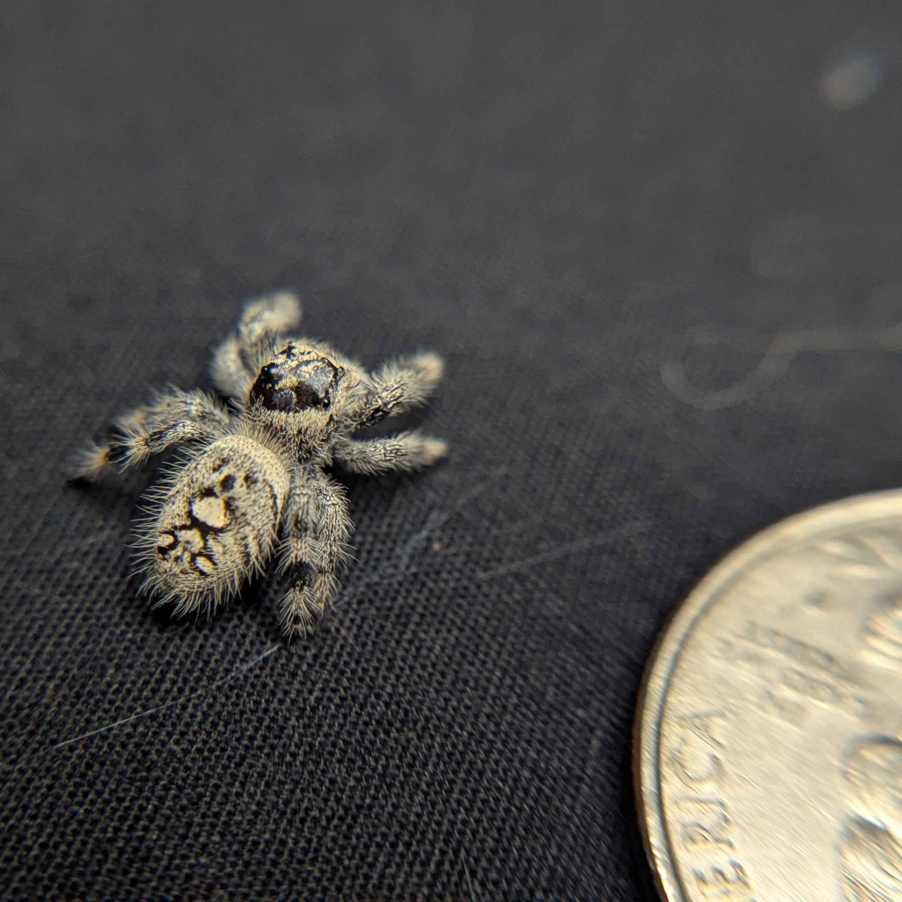 Regal Jumping Spider “White Truffle”