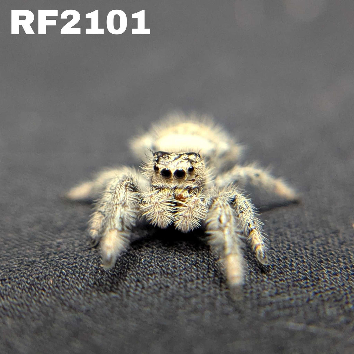 Regal Jumping Spider “White Truffle”
